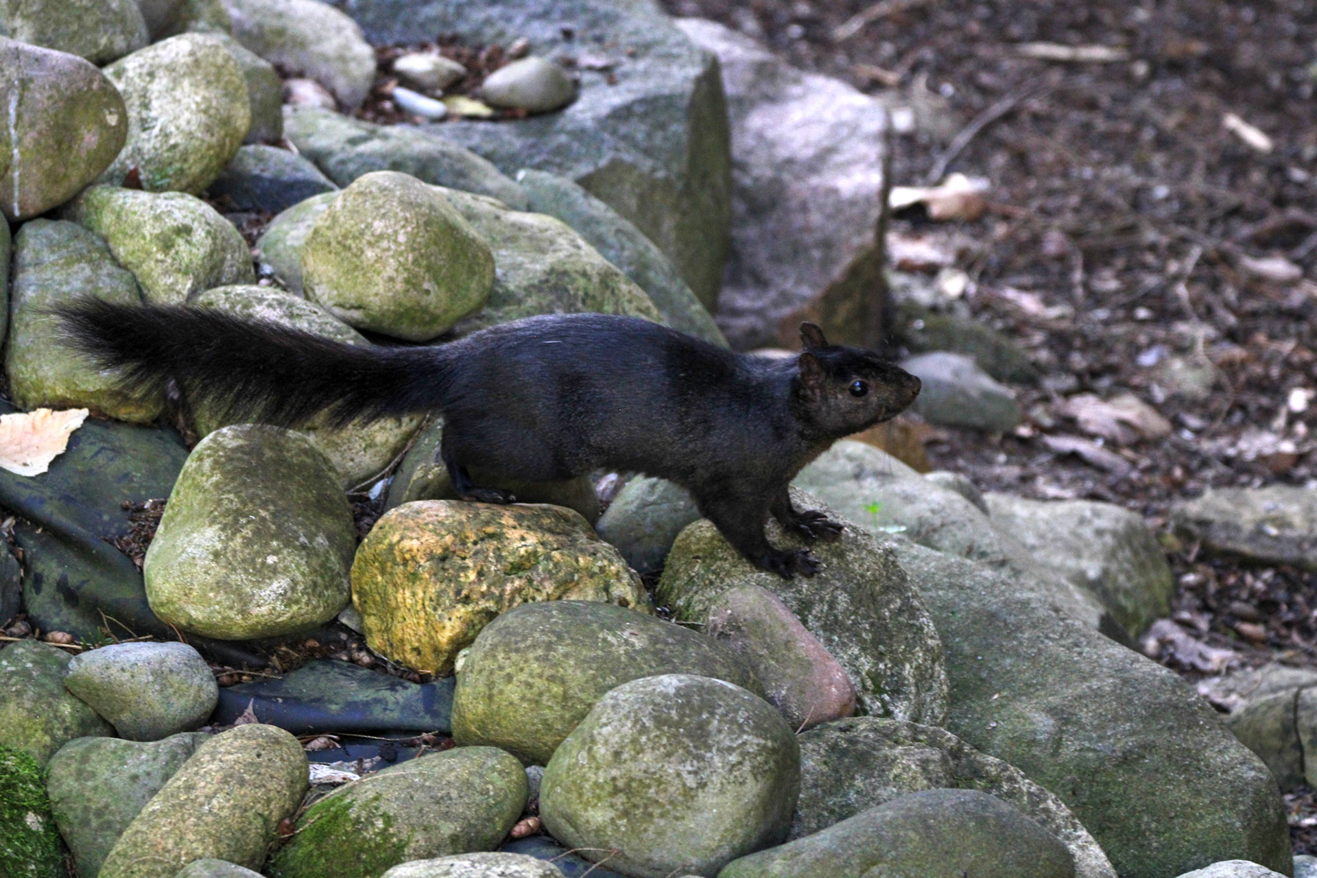 Black Eastern Gray Squirrel