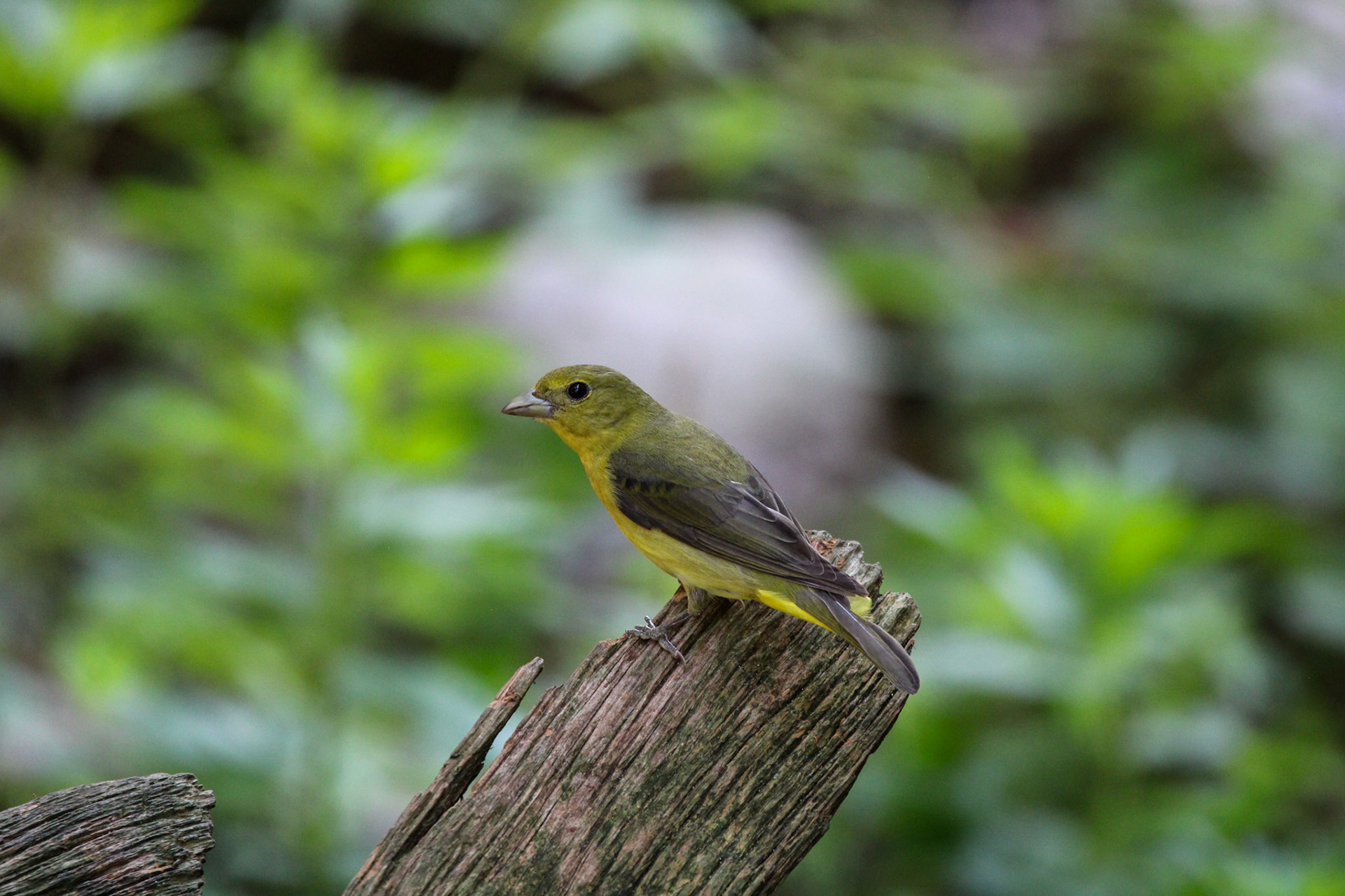 Scarlet Tanager - Hartwick Pines State Park