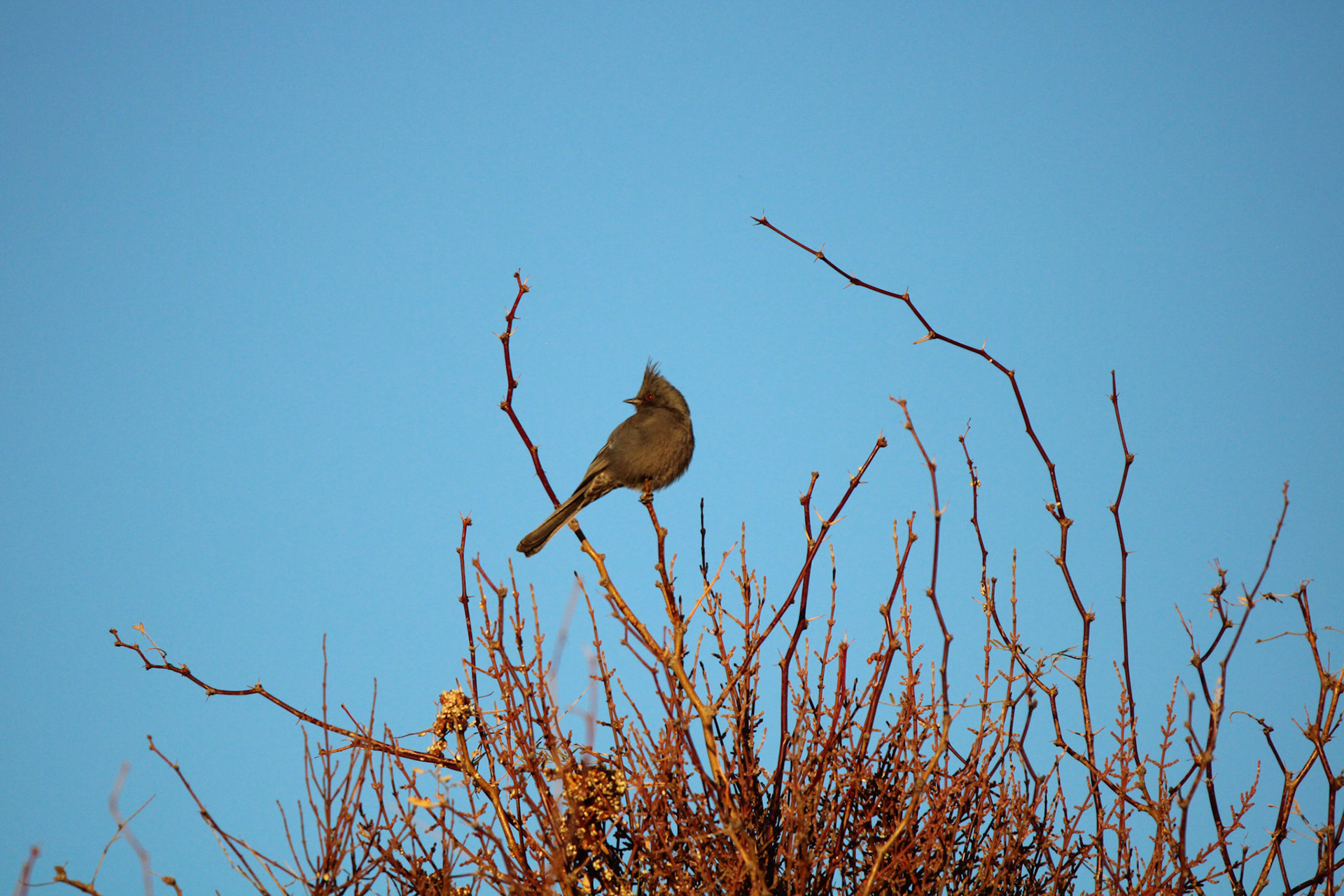 Phainopepla