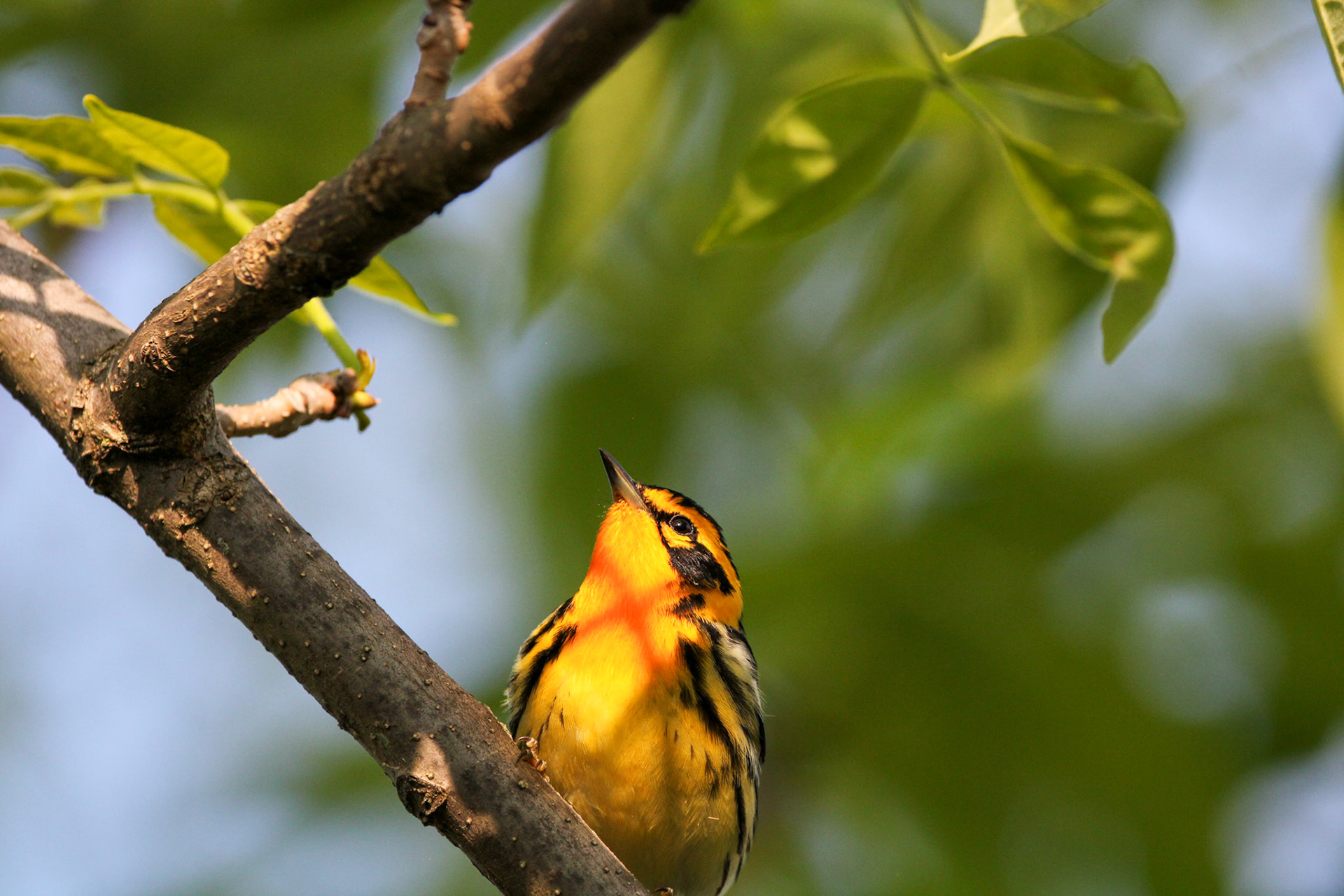 Blackburnian Warbler