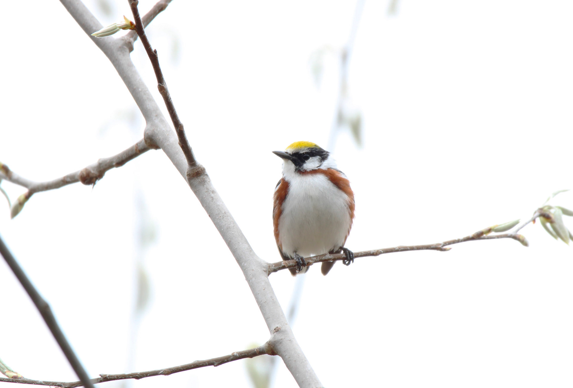 Chestnut-sided Warbler