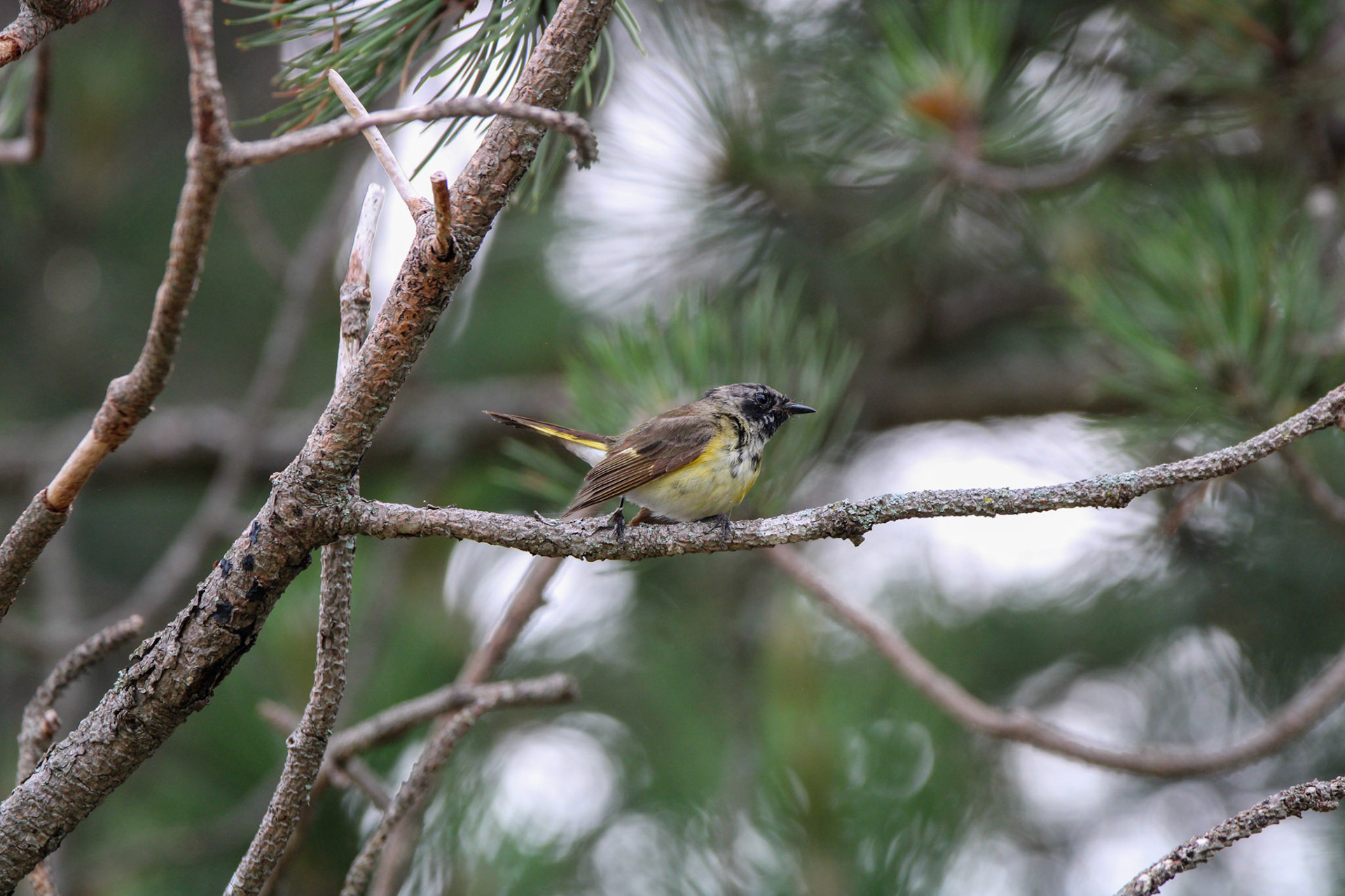 American Redstart