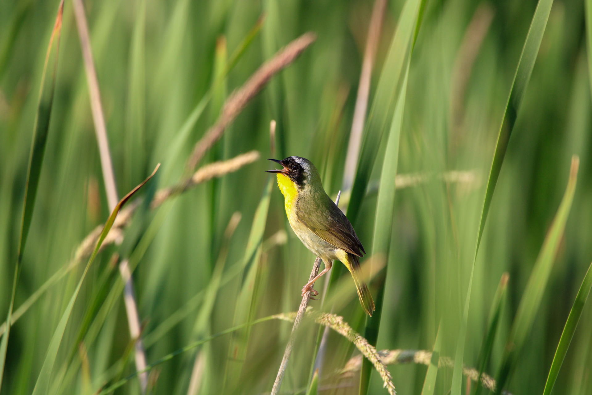 Common Yellowthroat