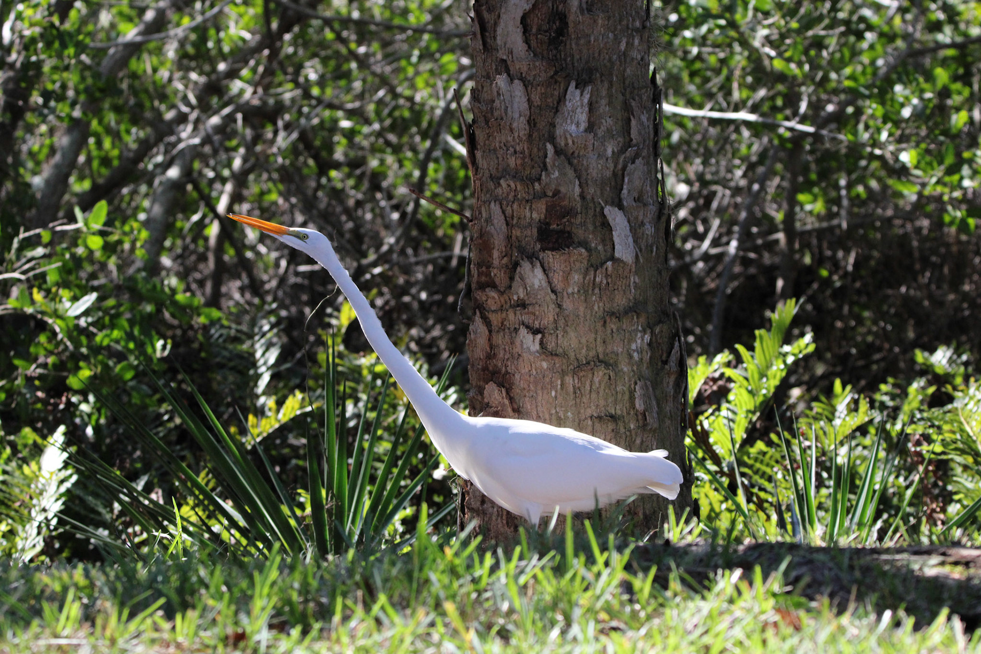 Great Egret