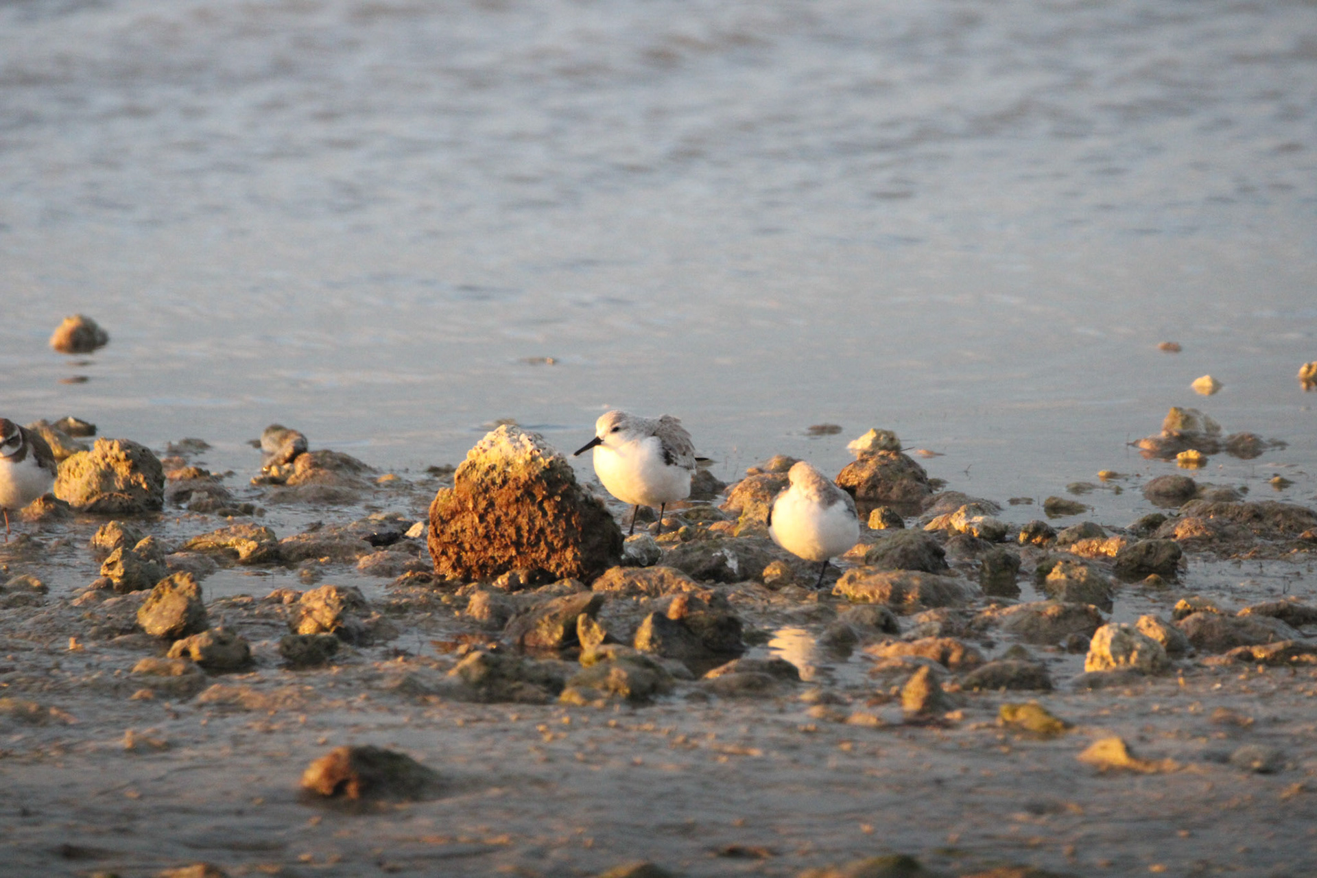 Sanderling