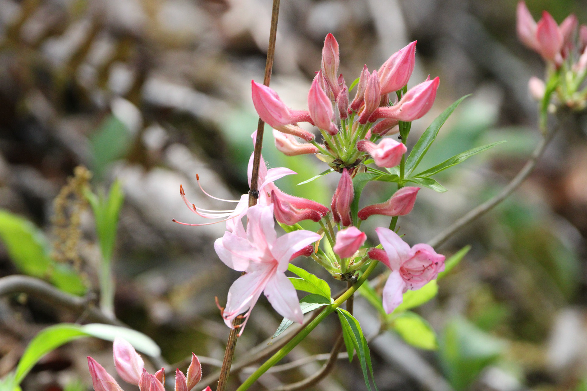 Pink Azalea