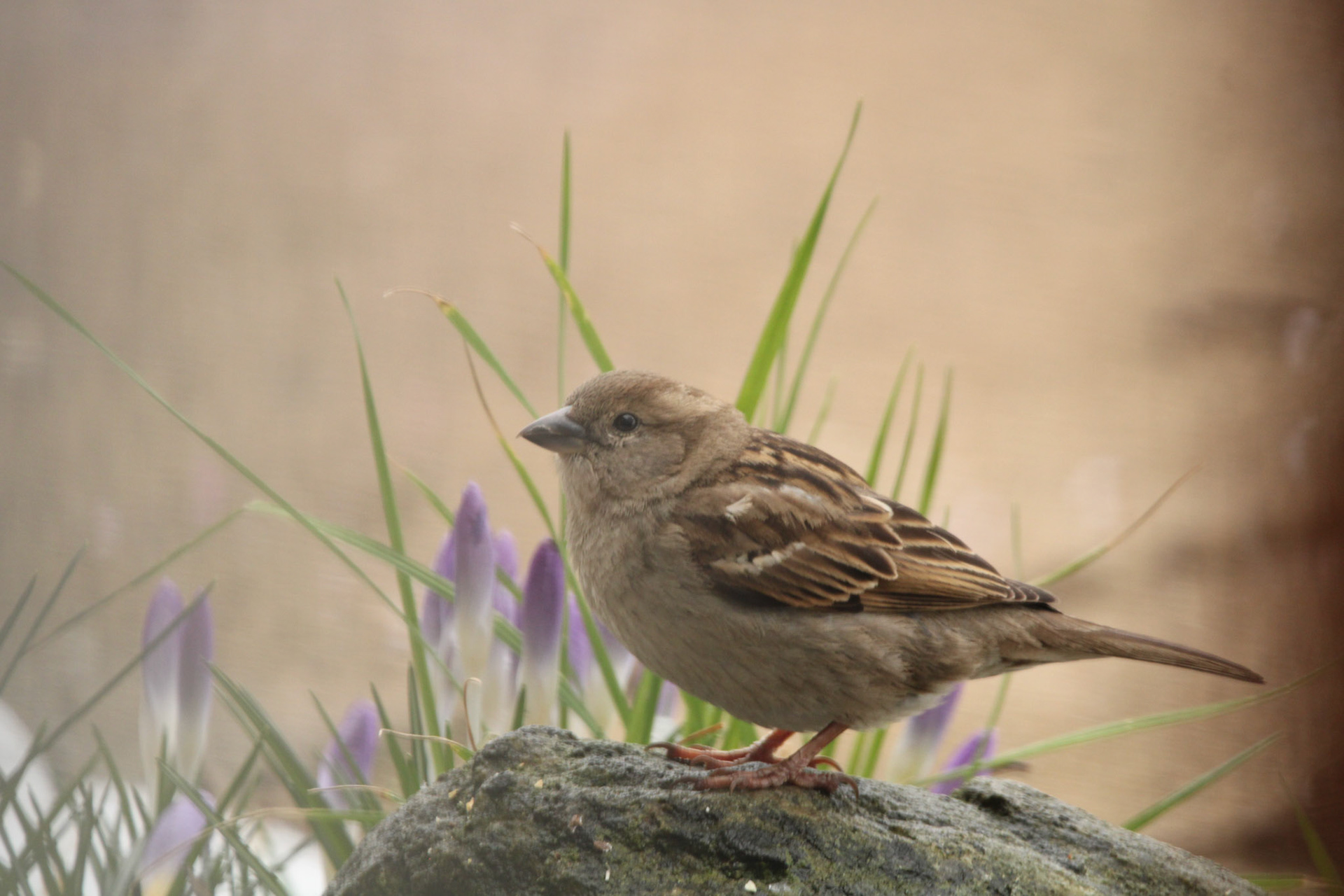 House Sparrow