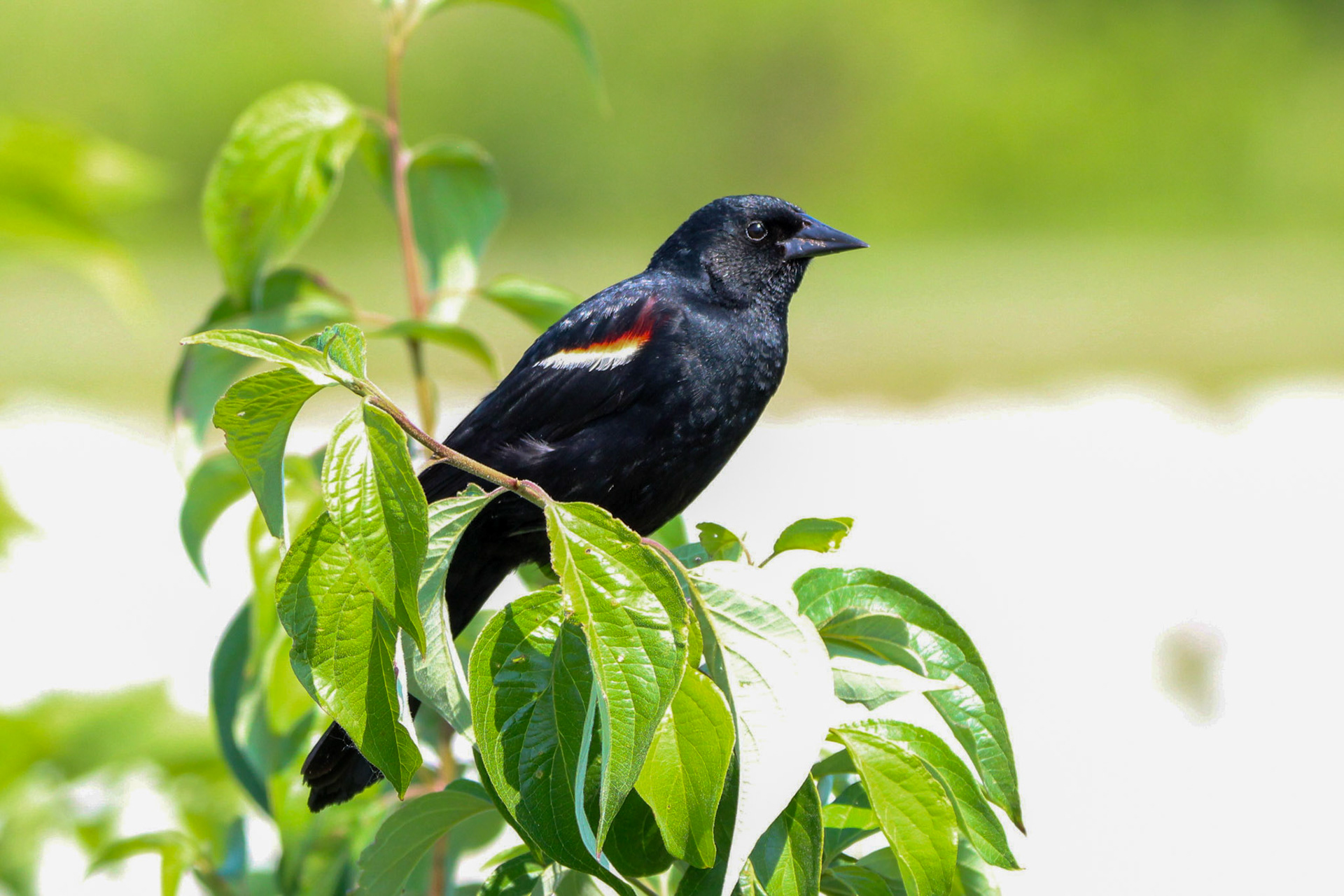 Red-winged Blackbird - Sterling State Park
