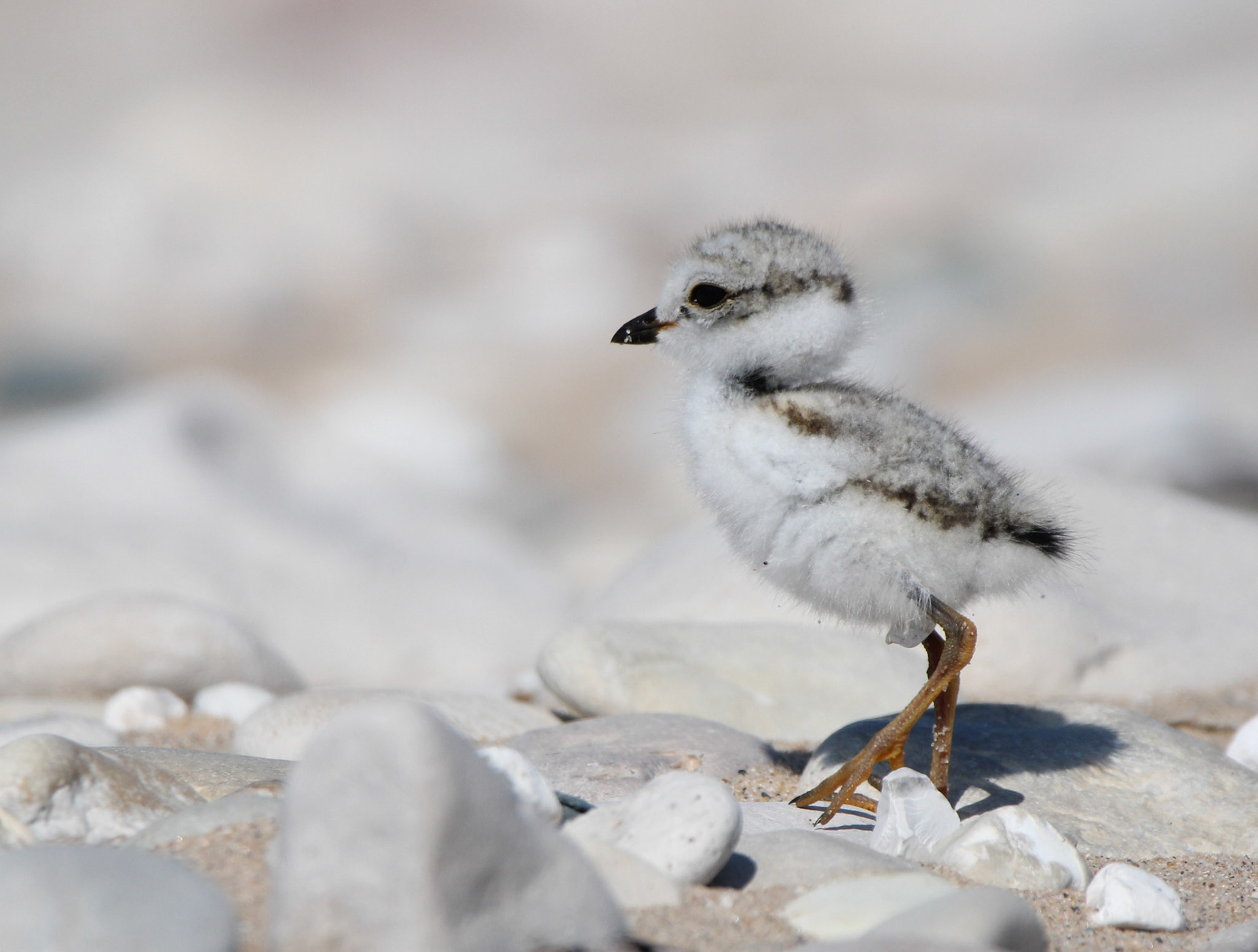 Piping Plover