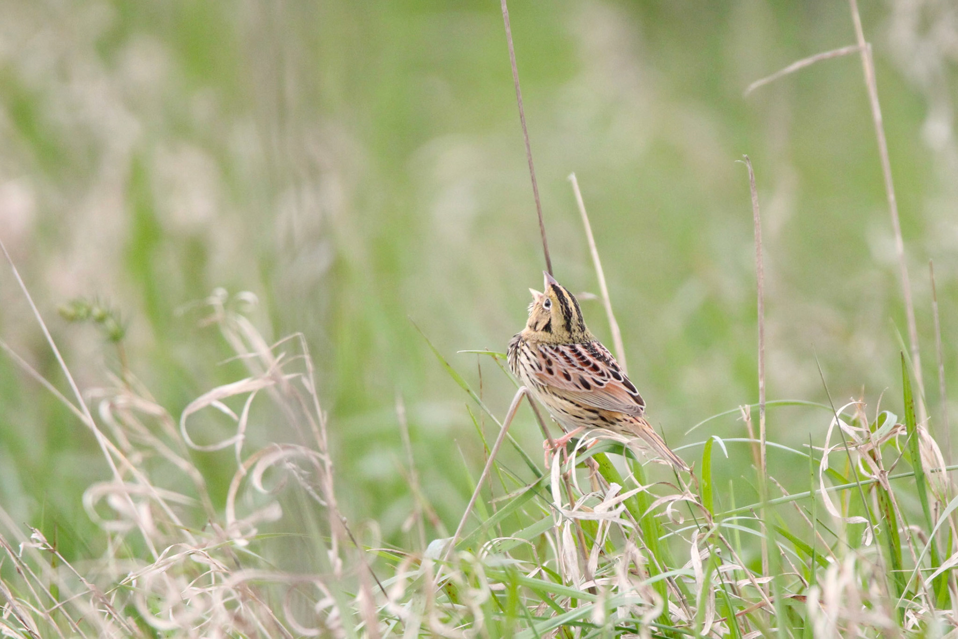 Henslow's Sparrow