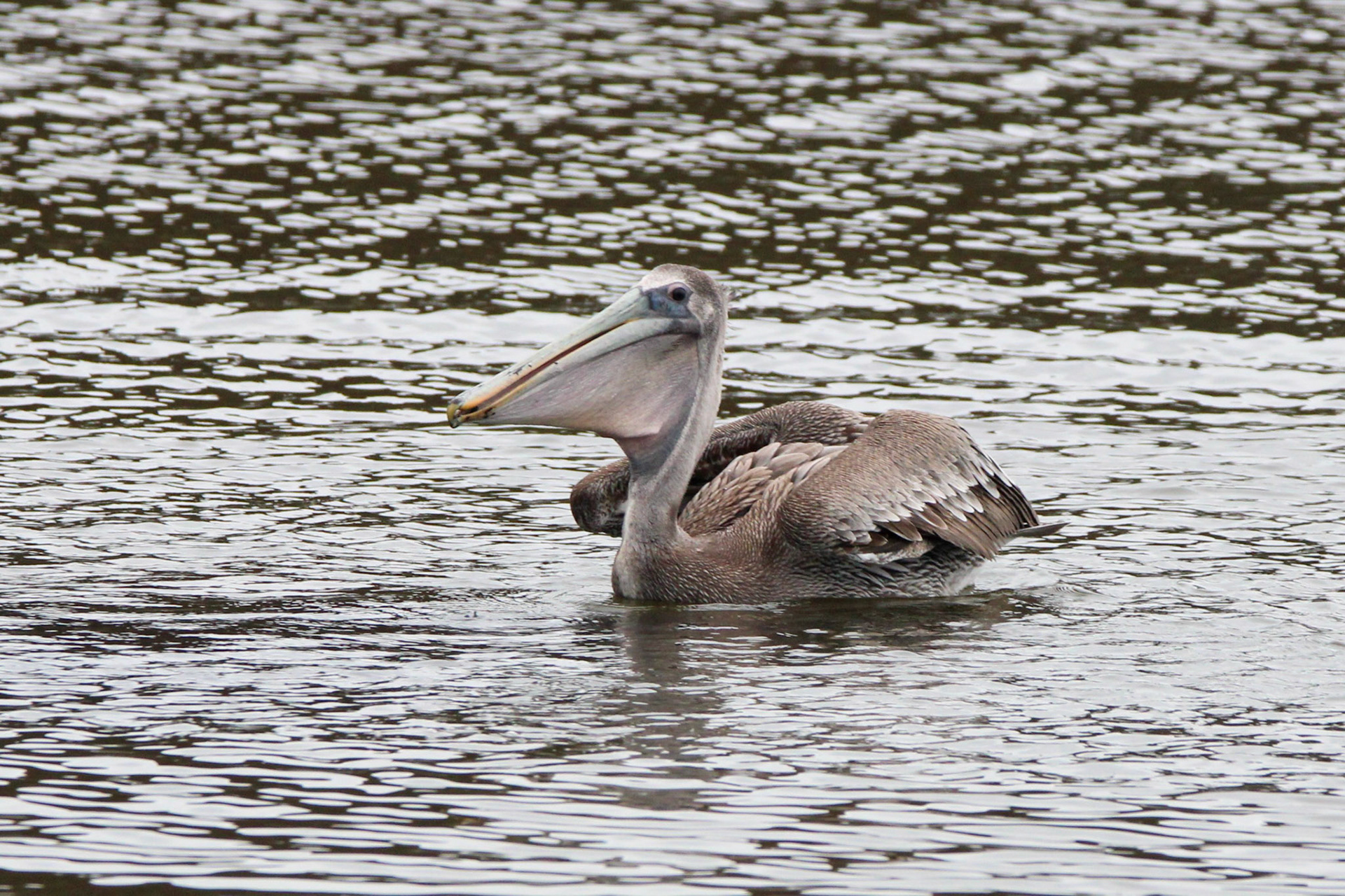 Brown Pelican - Rodeo Lagoon
