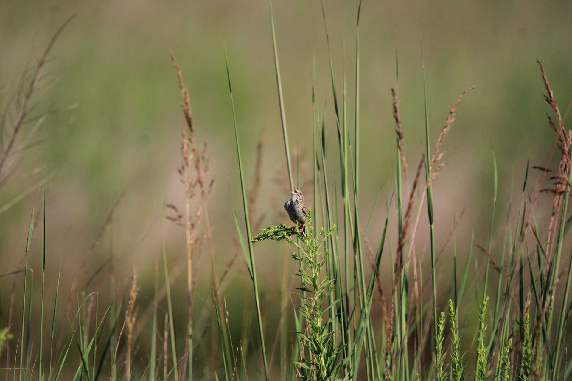 Henslow's Sparrow