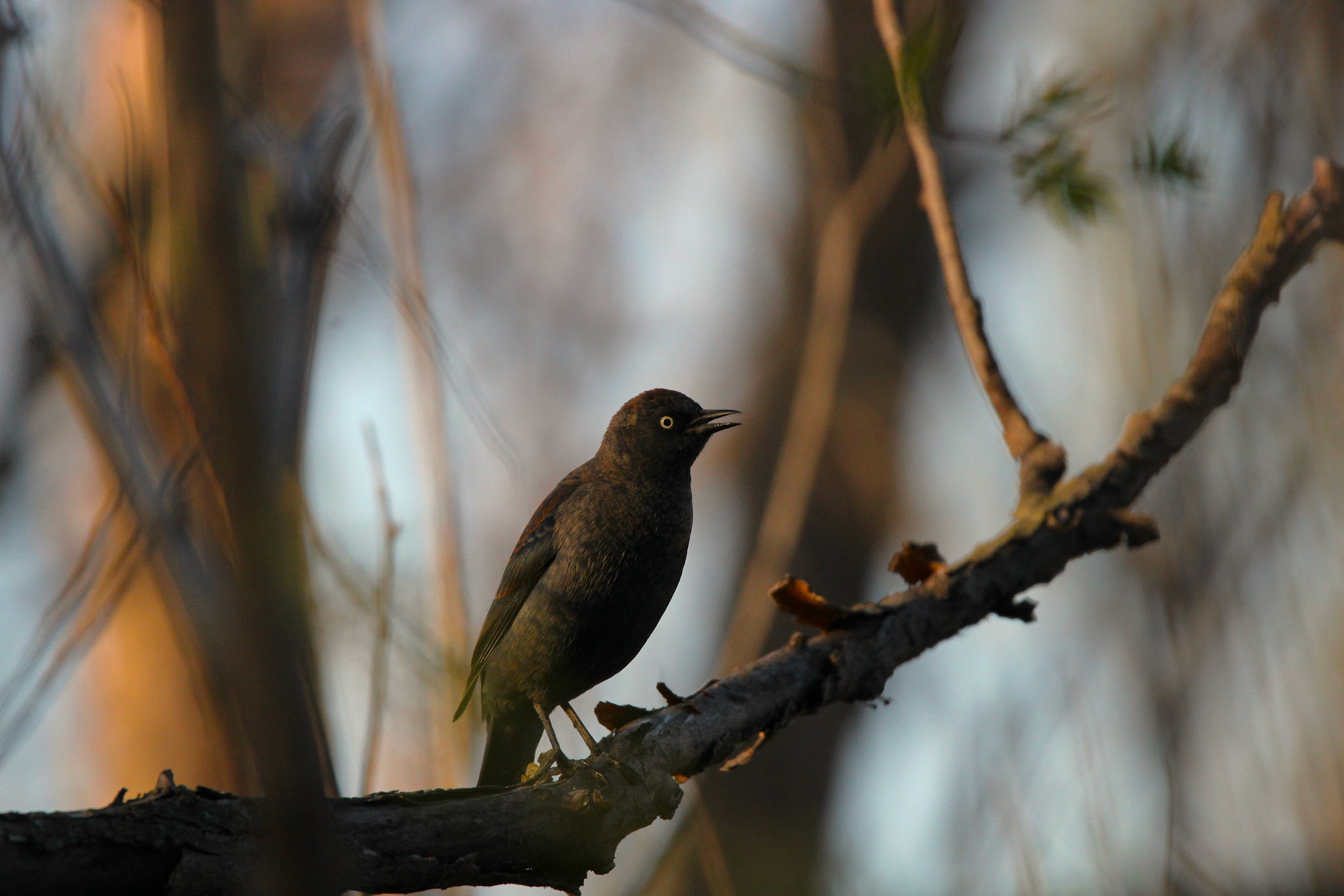 Rusty Blackbird
