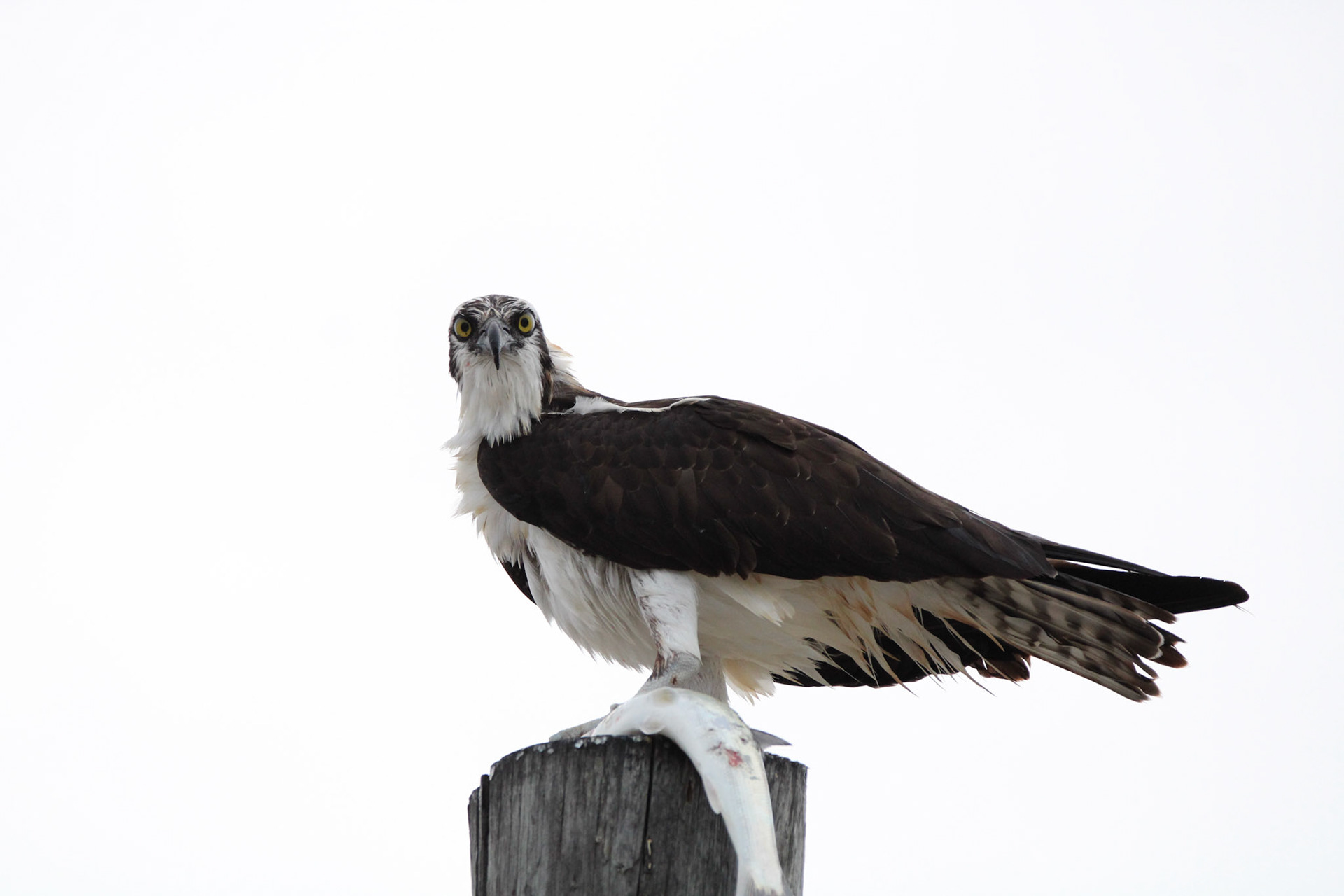 Osprey