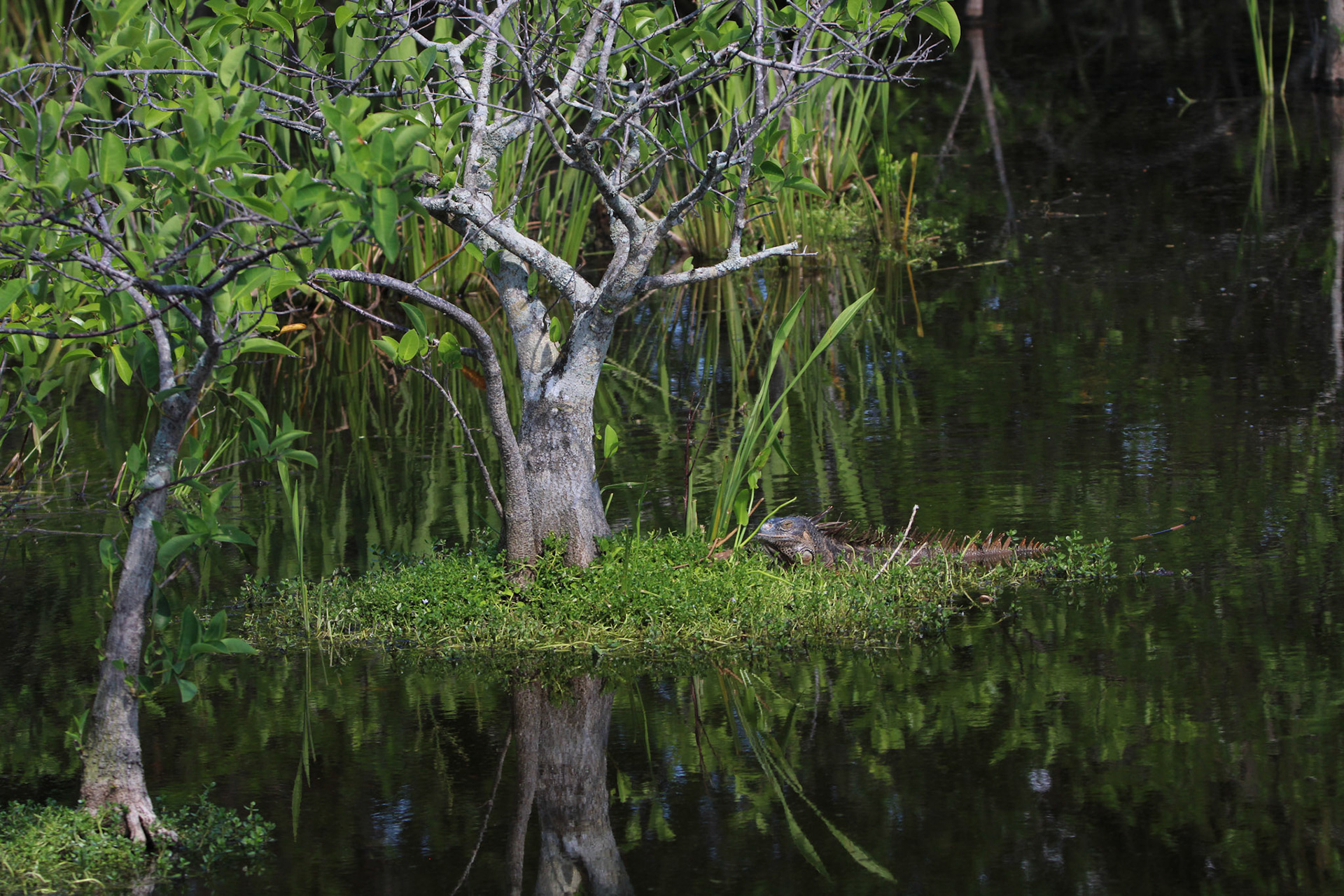 Iguana - Wakodahatchee Wetlands