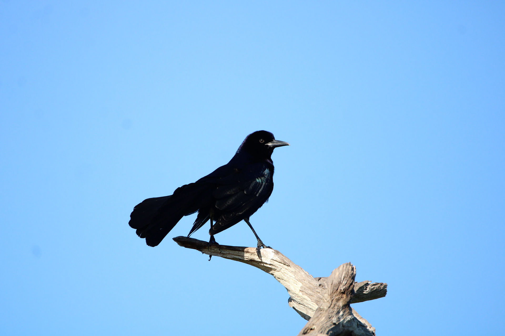 Boat-tailed Grackle - Green Cay Wetlands