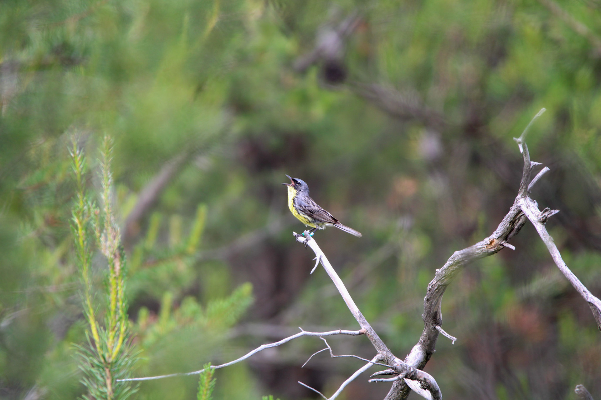 Kirtland's Warbler - Huron National Forest