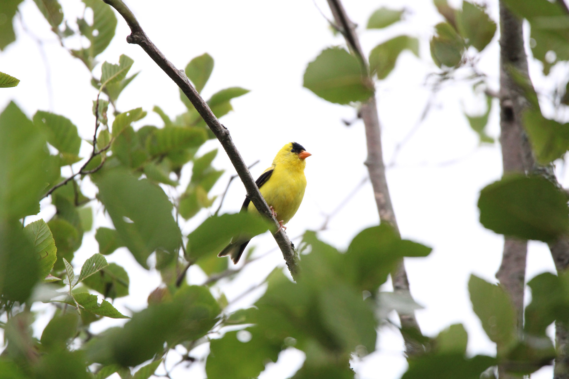American Goldfinch - Shipwreck Creek Campground