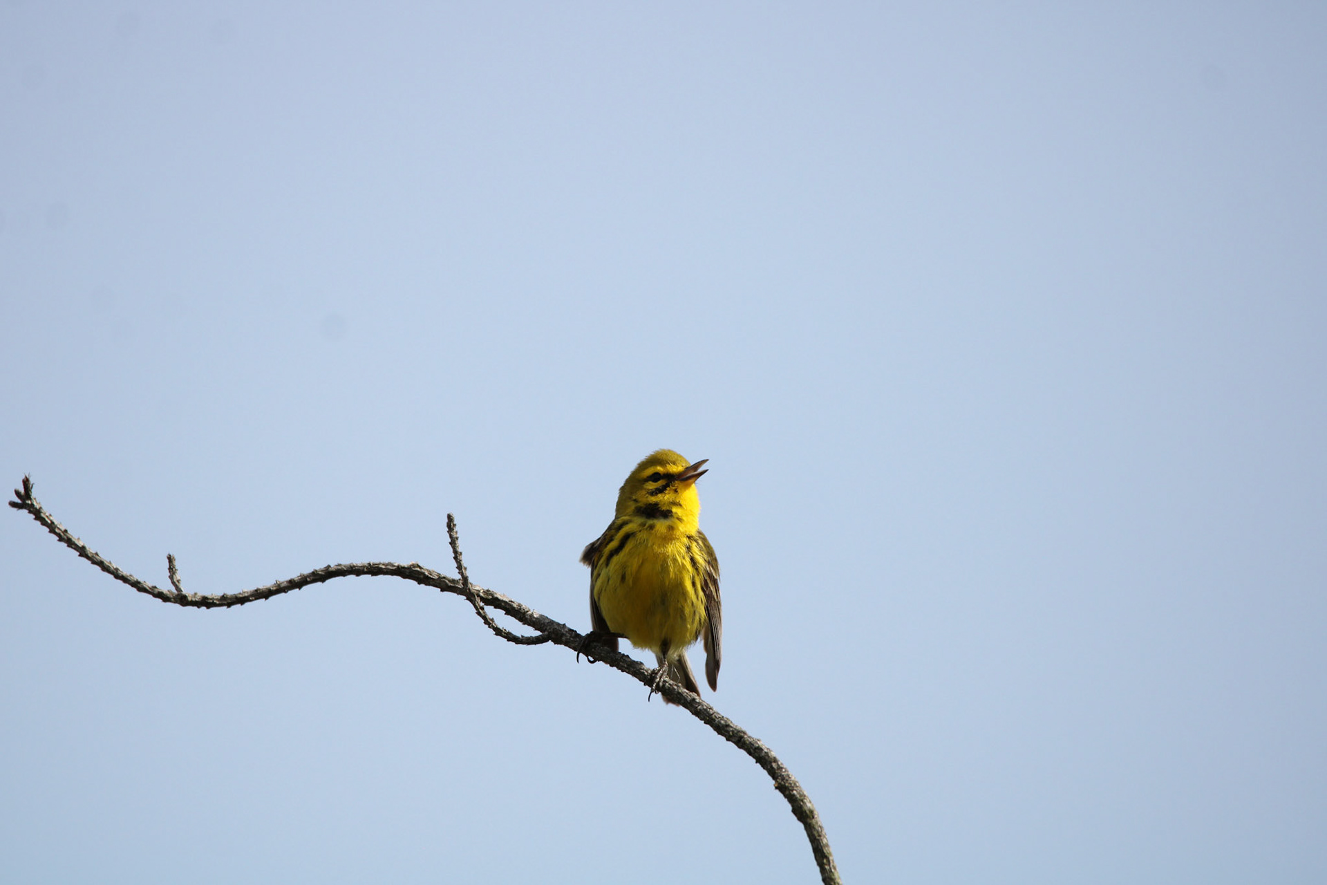 Prairie Warbler
