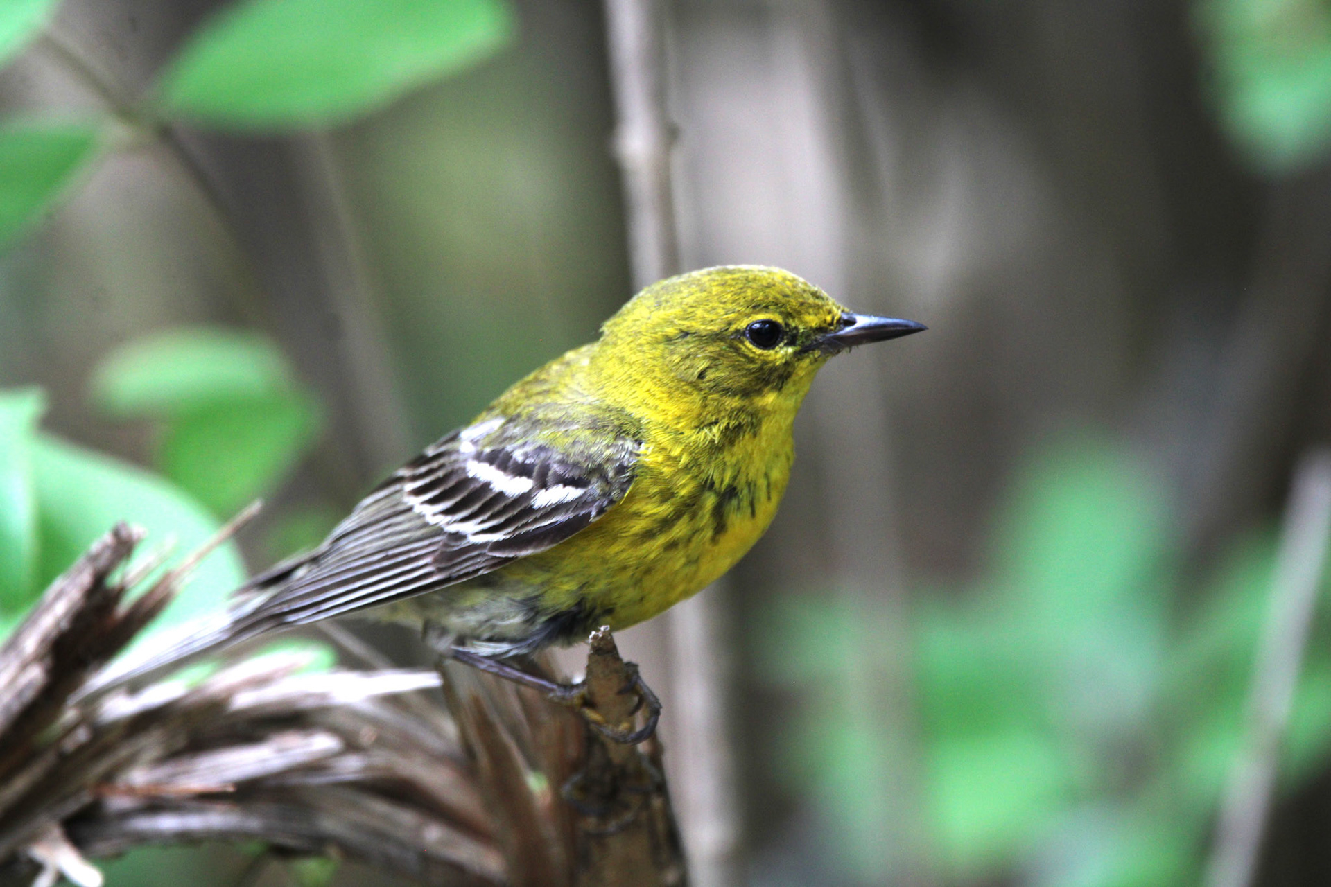 Pine Warbler