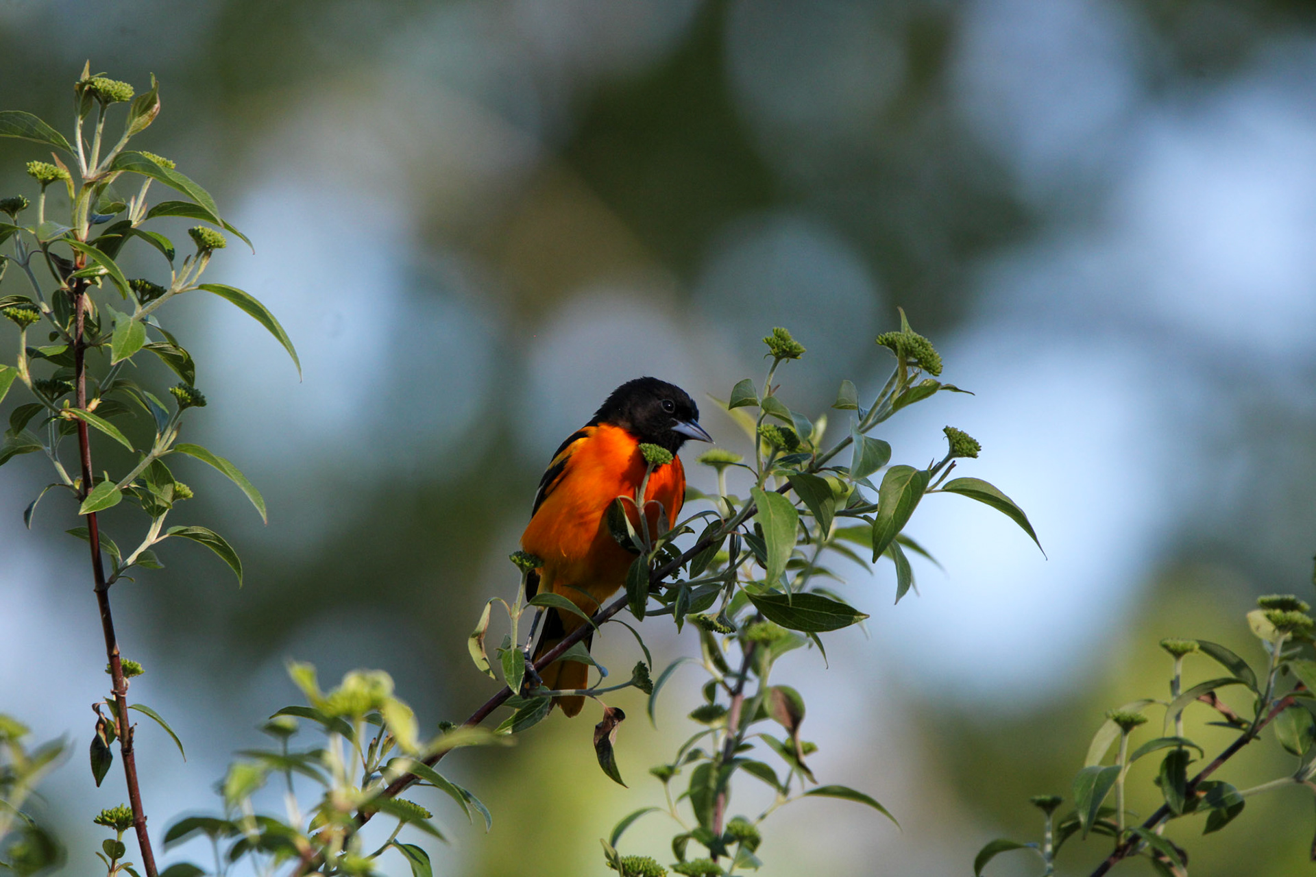 Baltimore Oriole