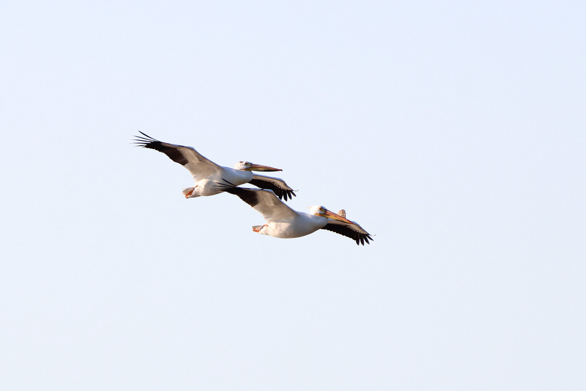 American White Pelican
