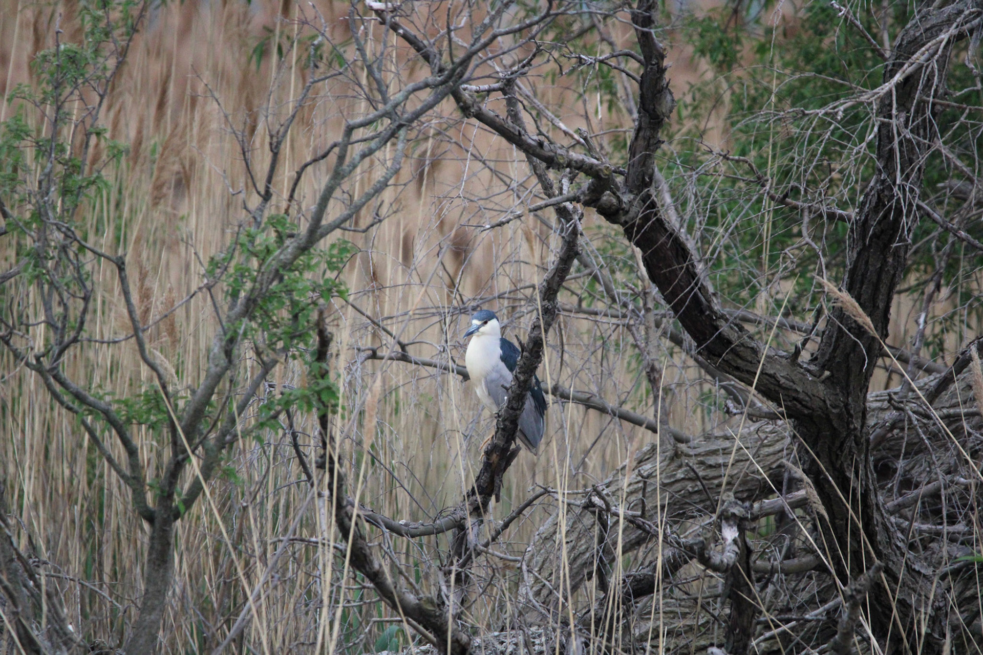 Black-crowned Night Heron