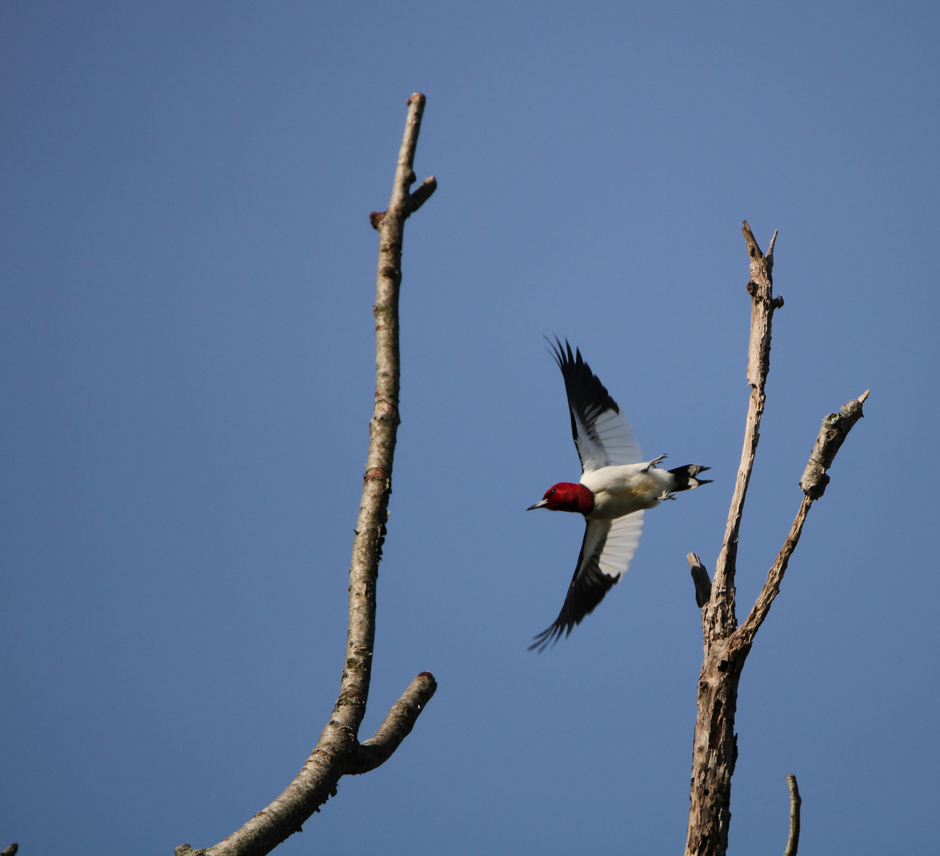 Red-headed Woodpecker