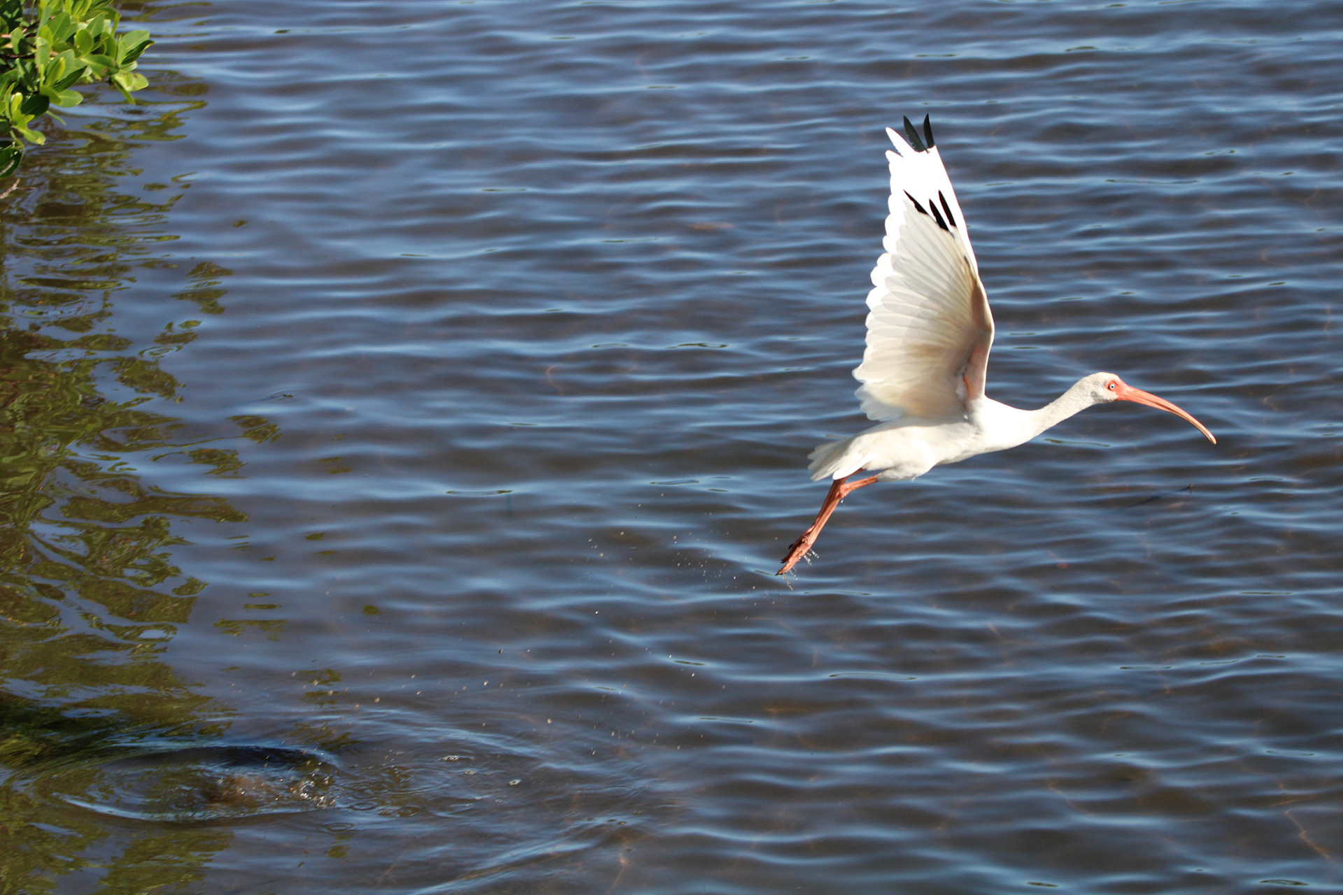 White Ibis