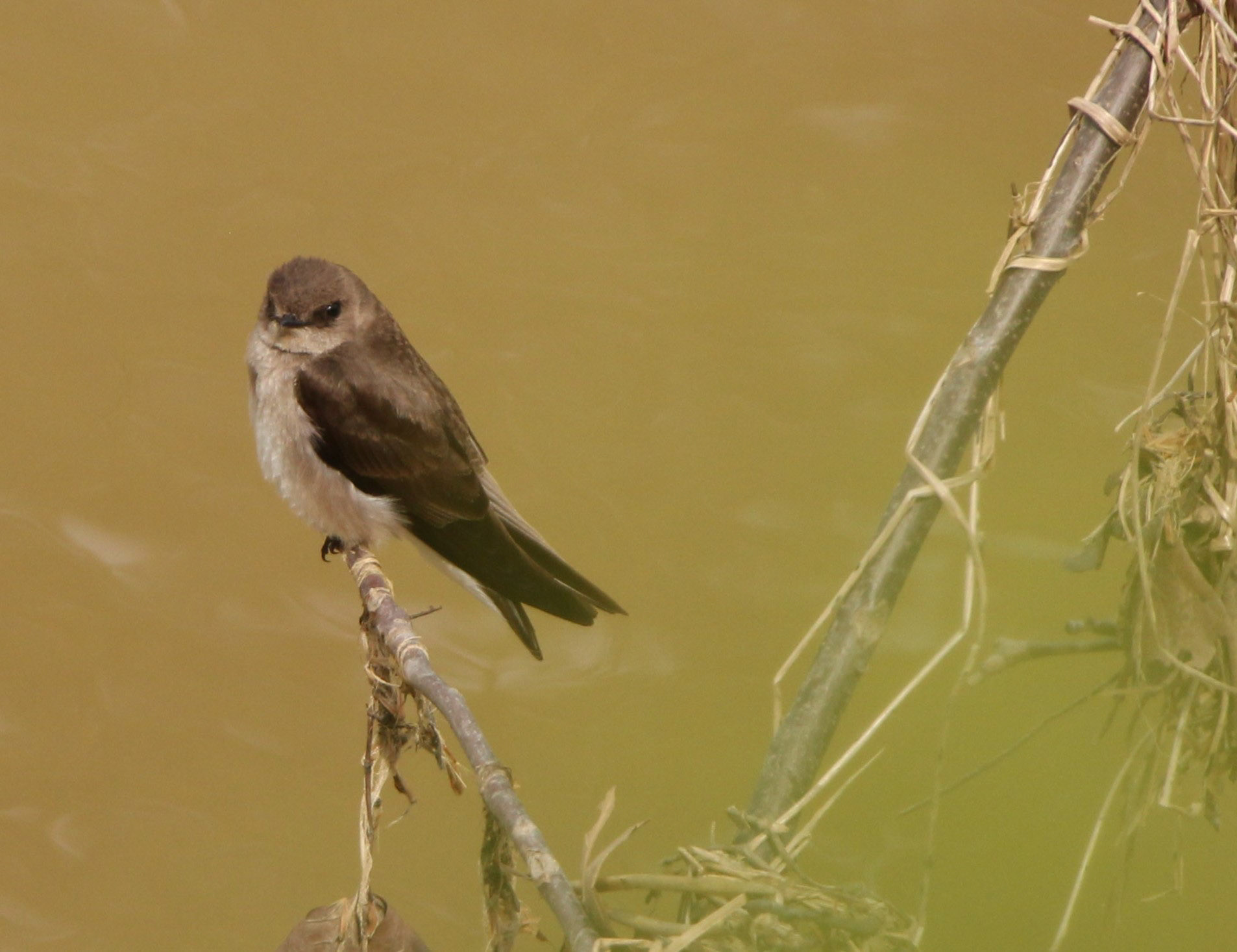 Northern Rough-winged Swallow