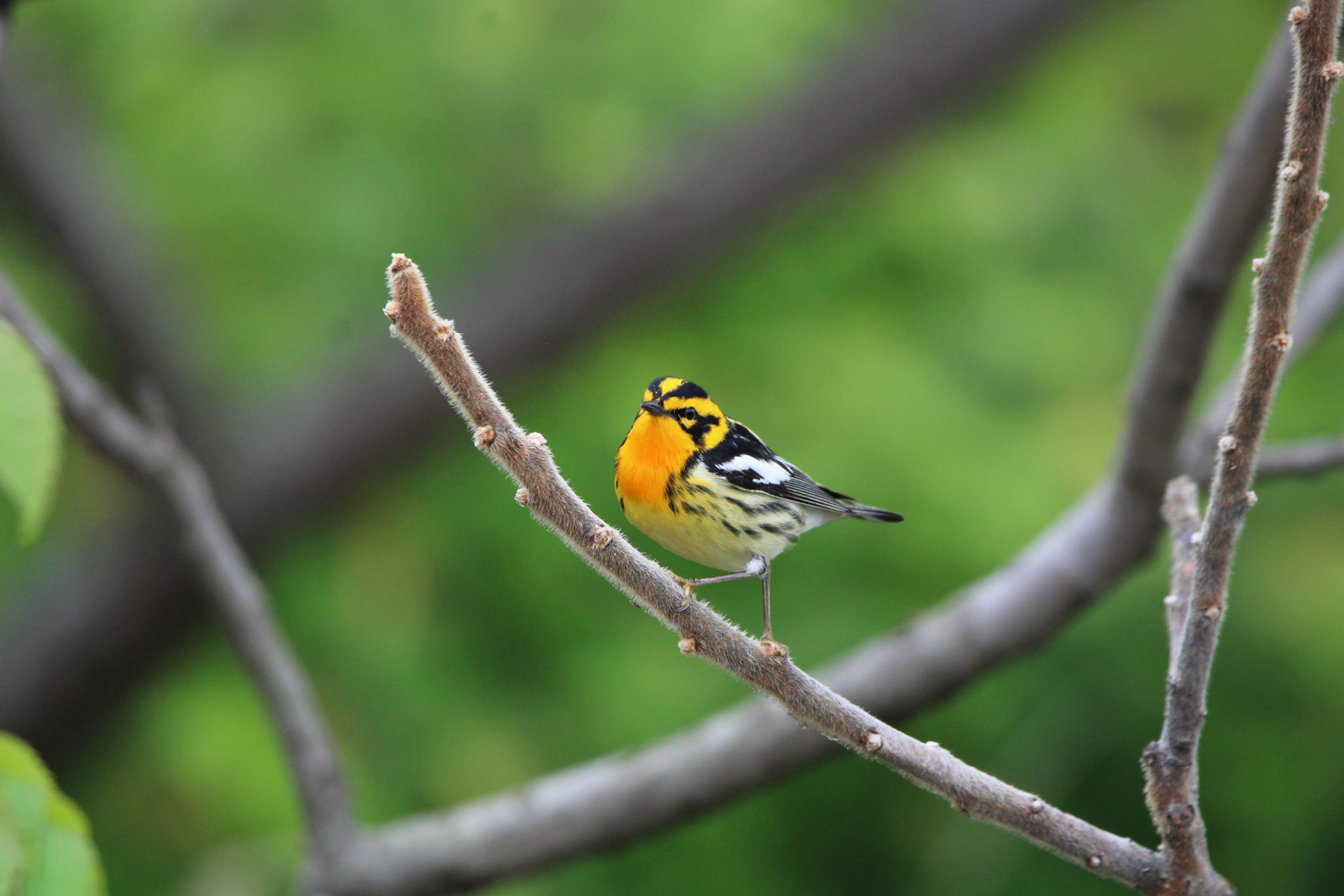 Blackburnian Warbler