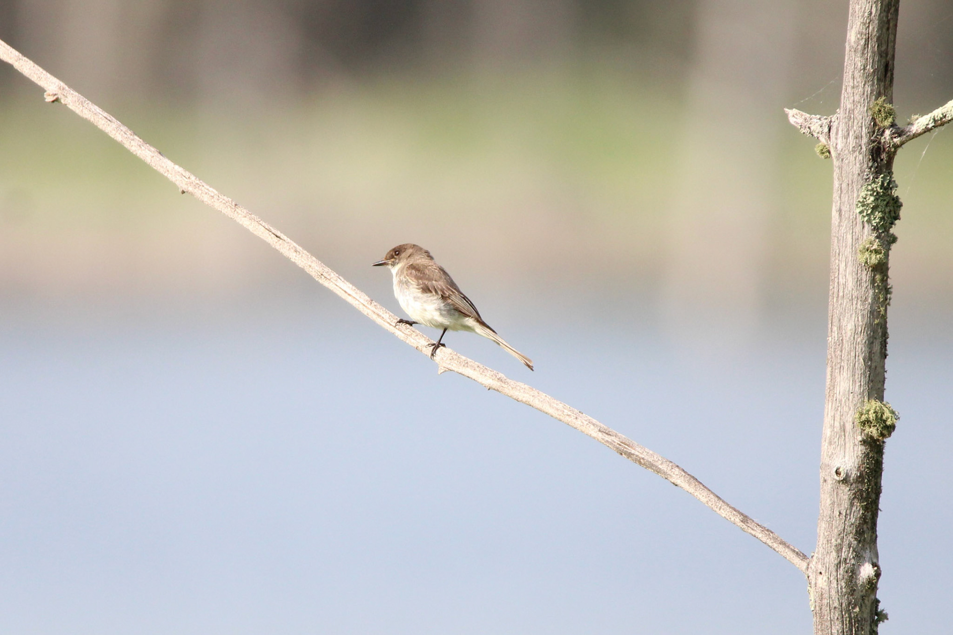Eastern Phoebe