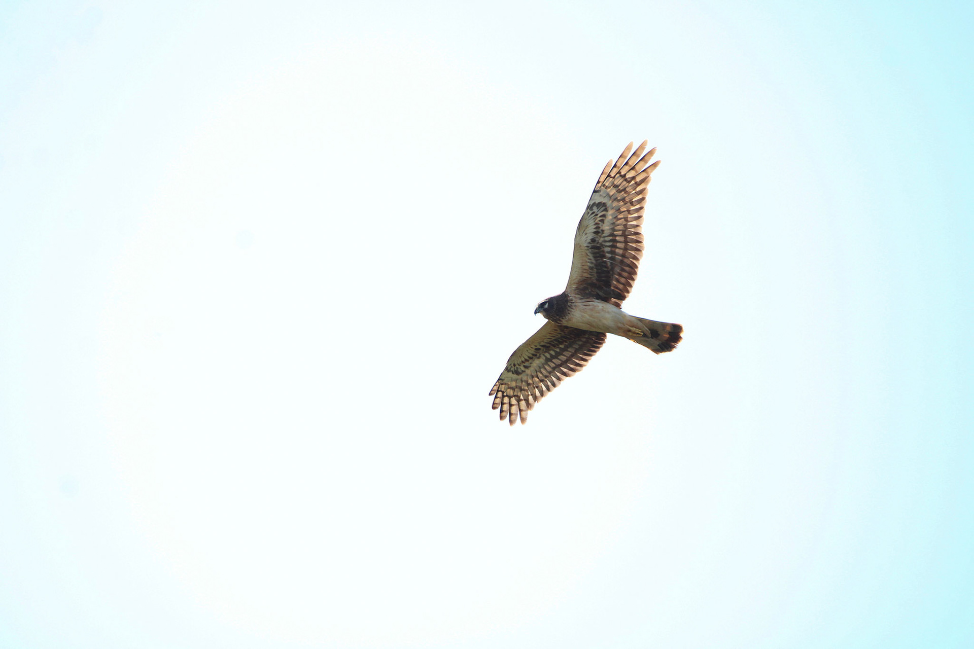 Northern Harrier - Green Cay Wetlands