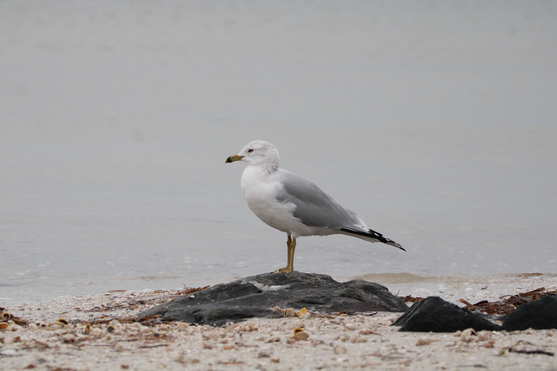 Ring-billed Gull