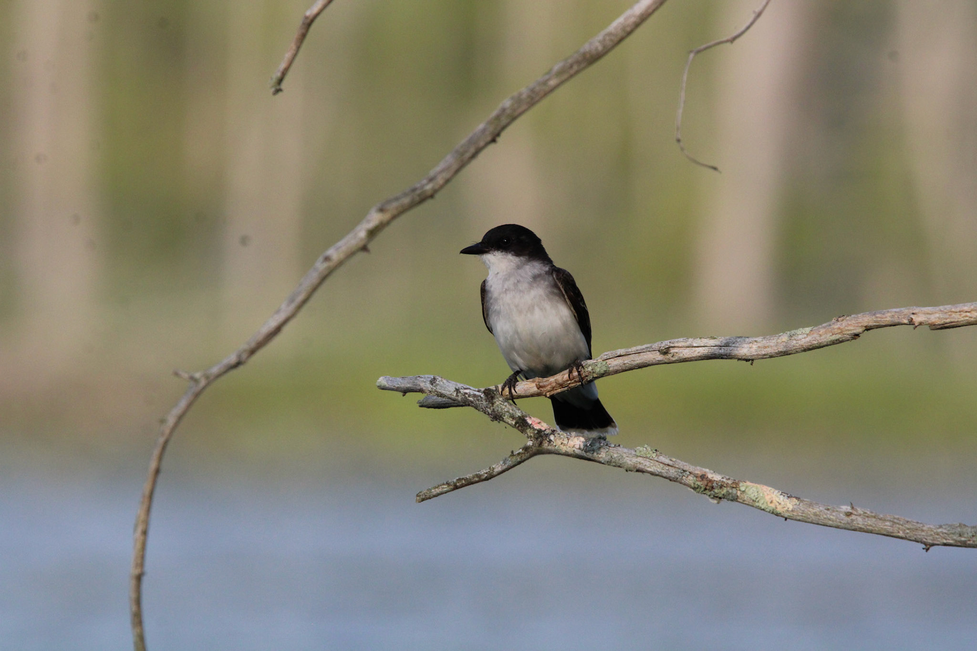 Eastern Kingbird