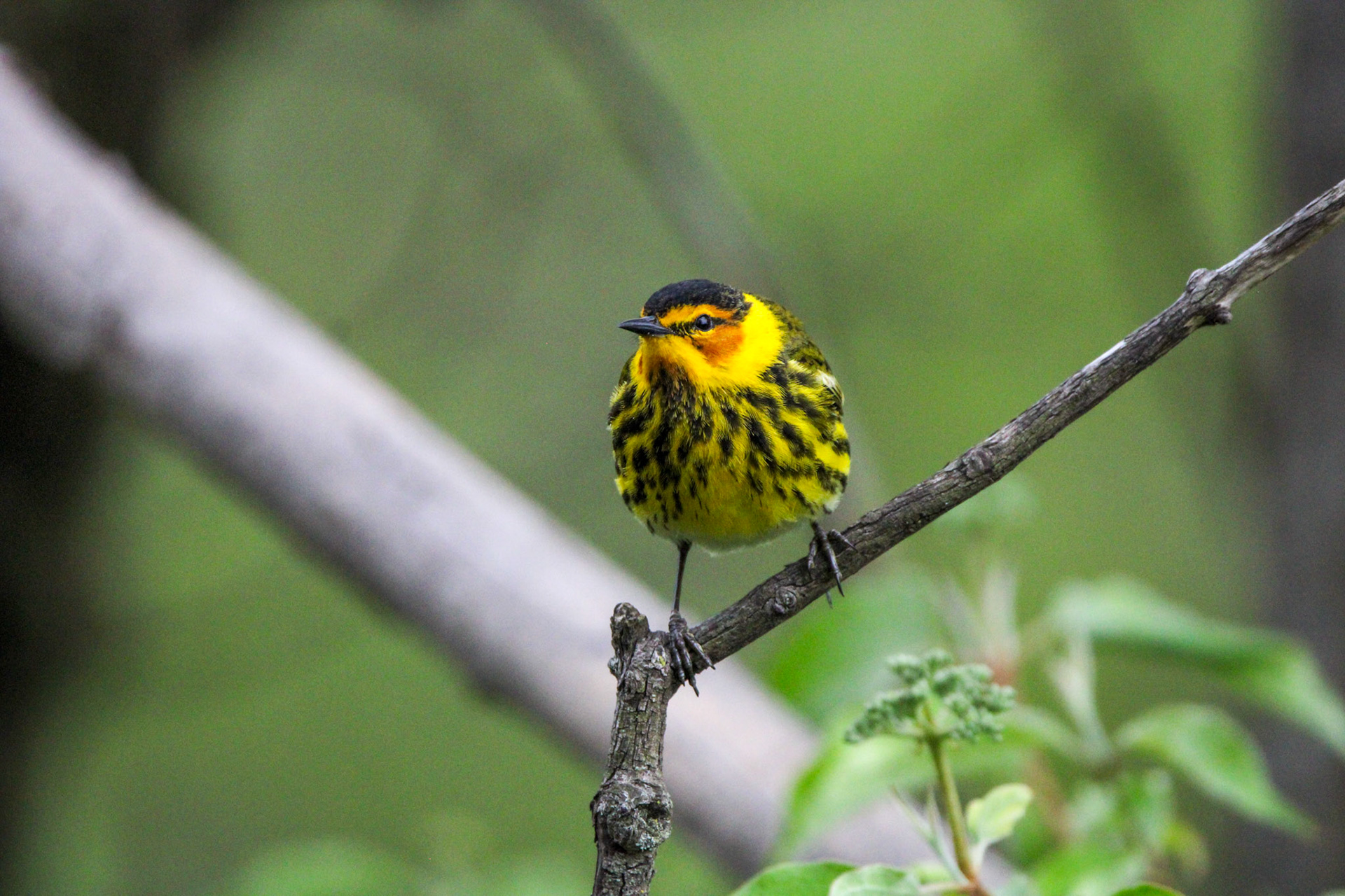 Cape May Warbler