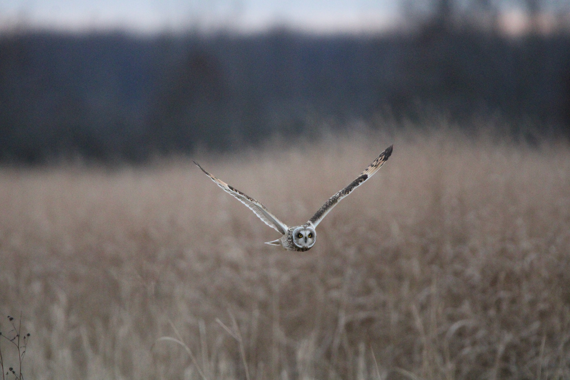 Short-eared Owl