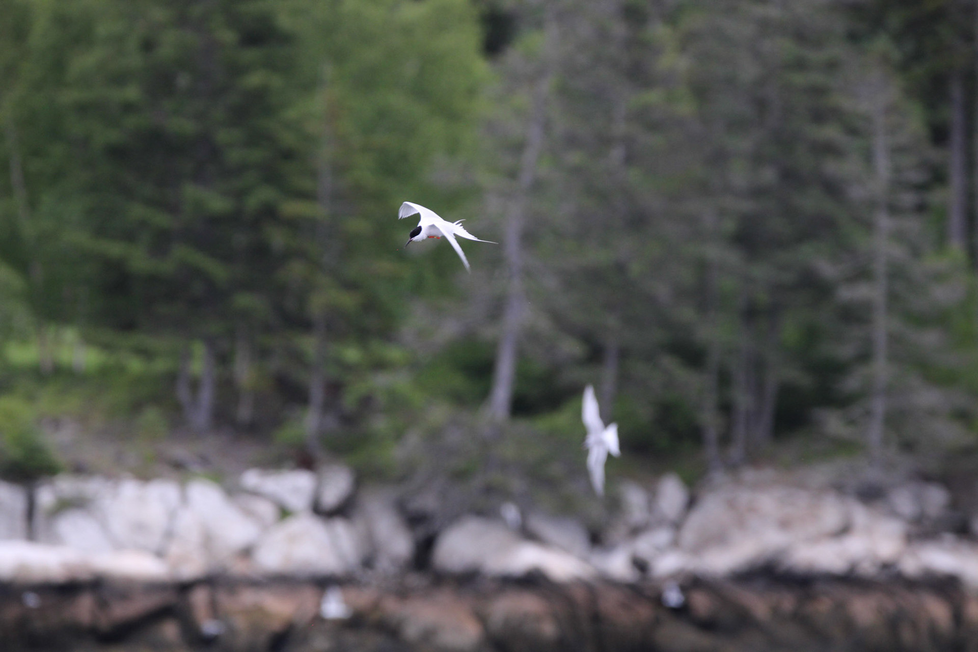 Roseate Tern