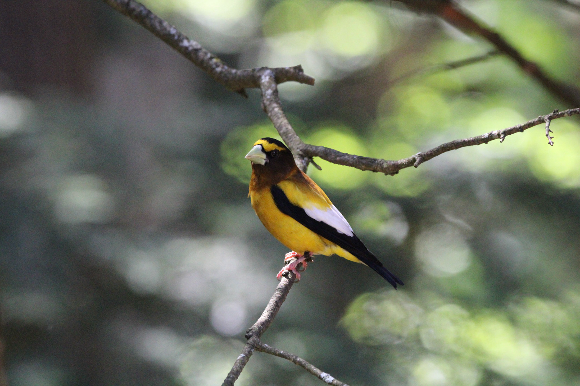 Evening Grosbeak
