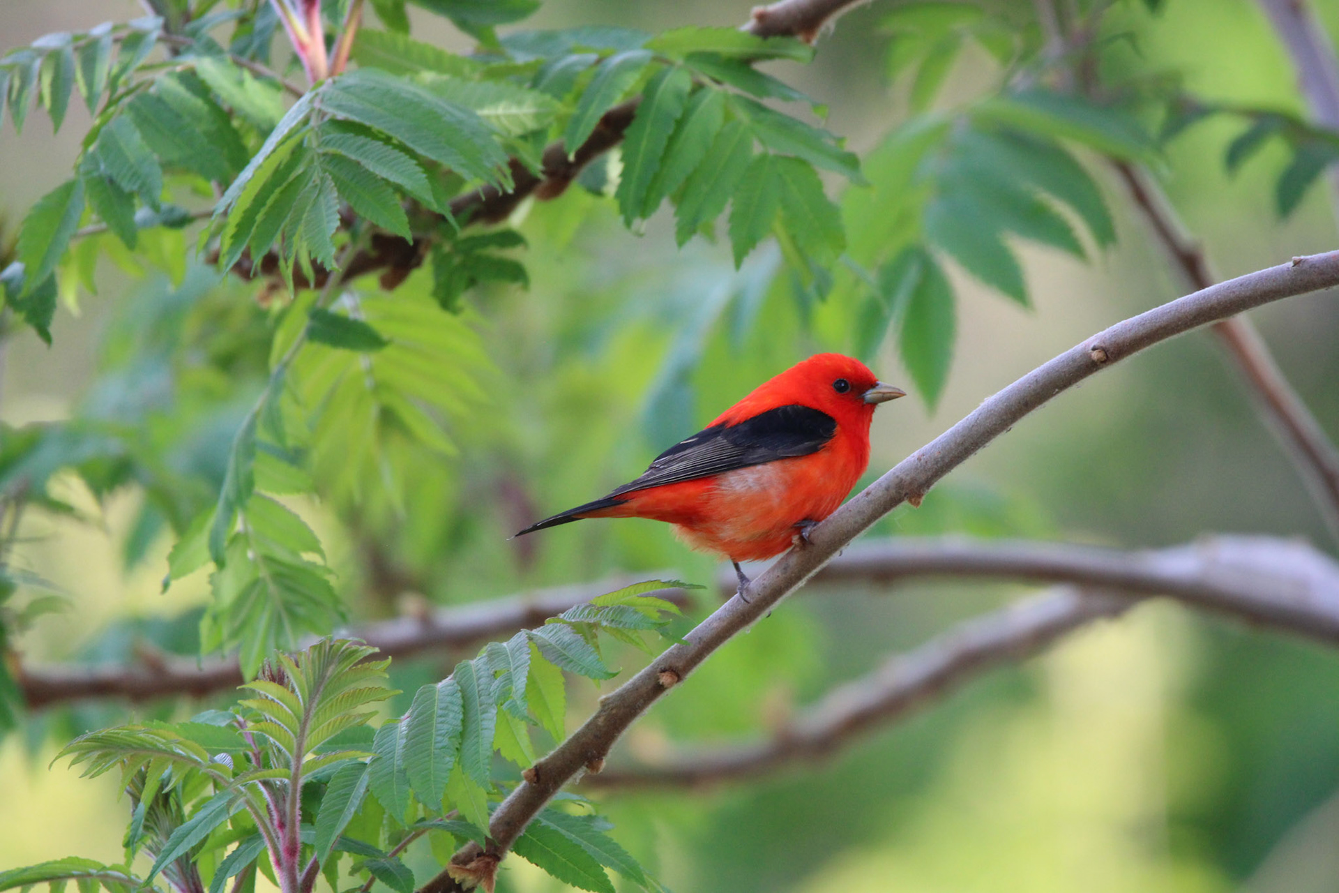 Scarlet Tanager