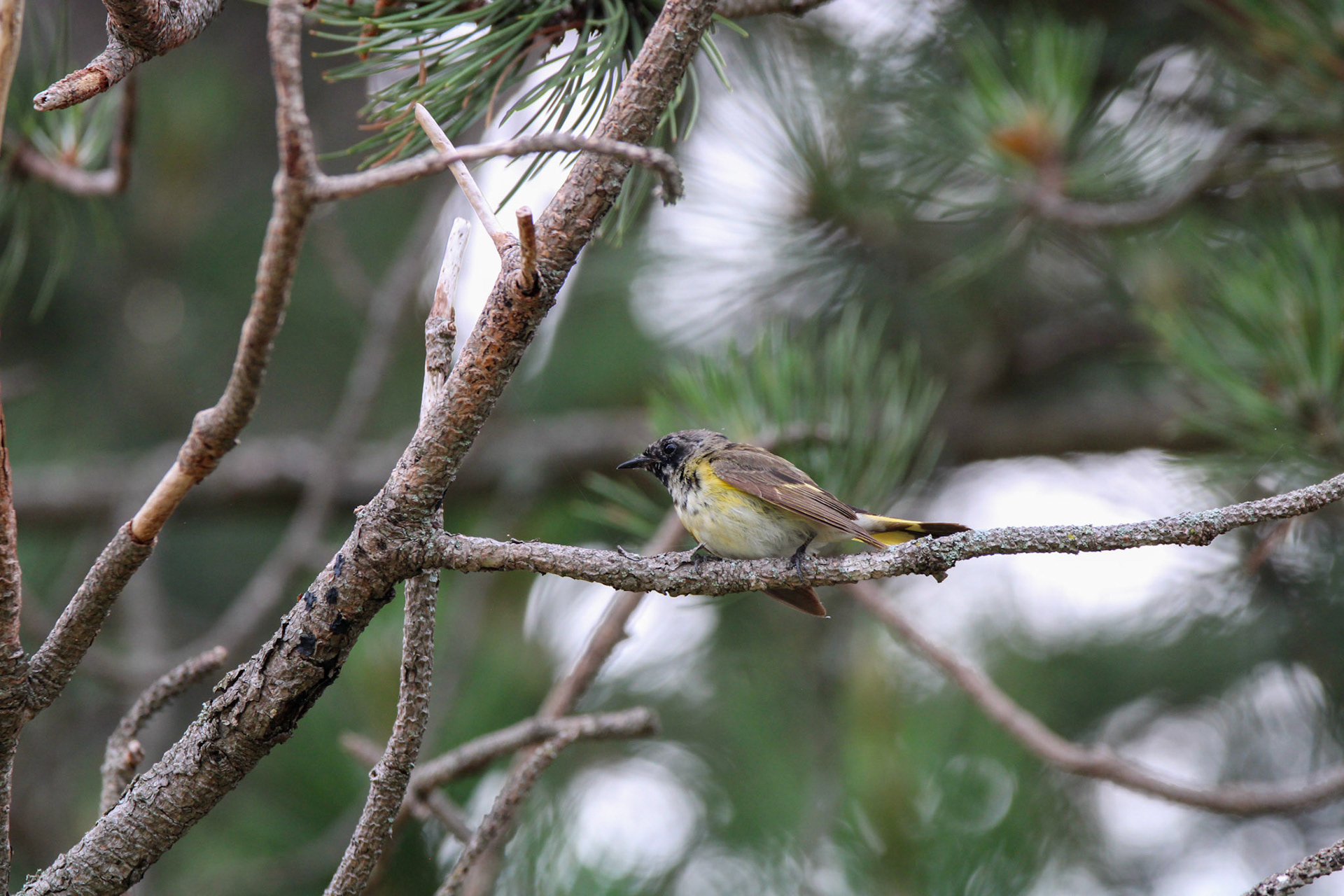 American Redstart