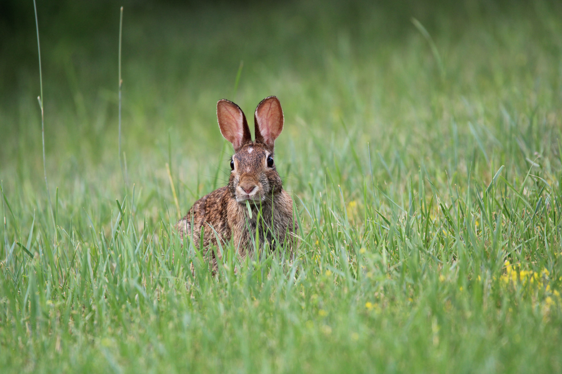 Eastern Cottontail