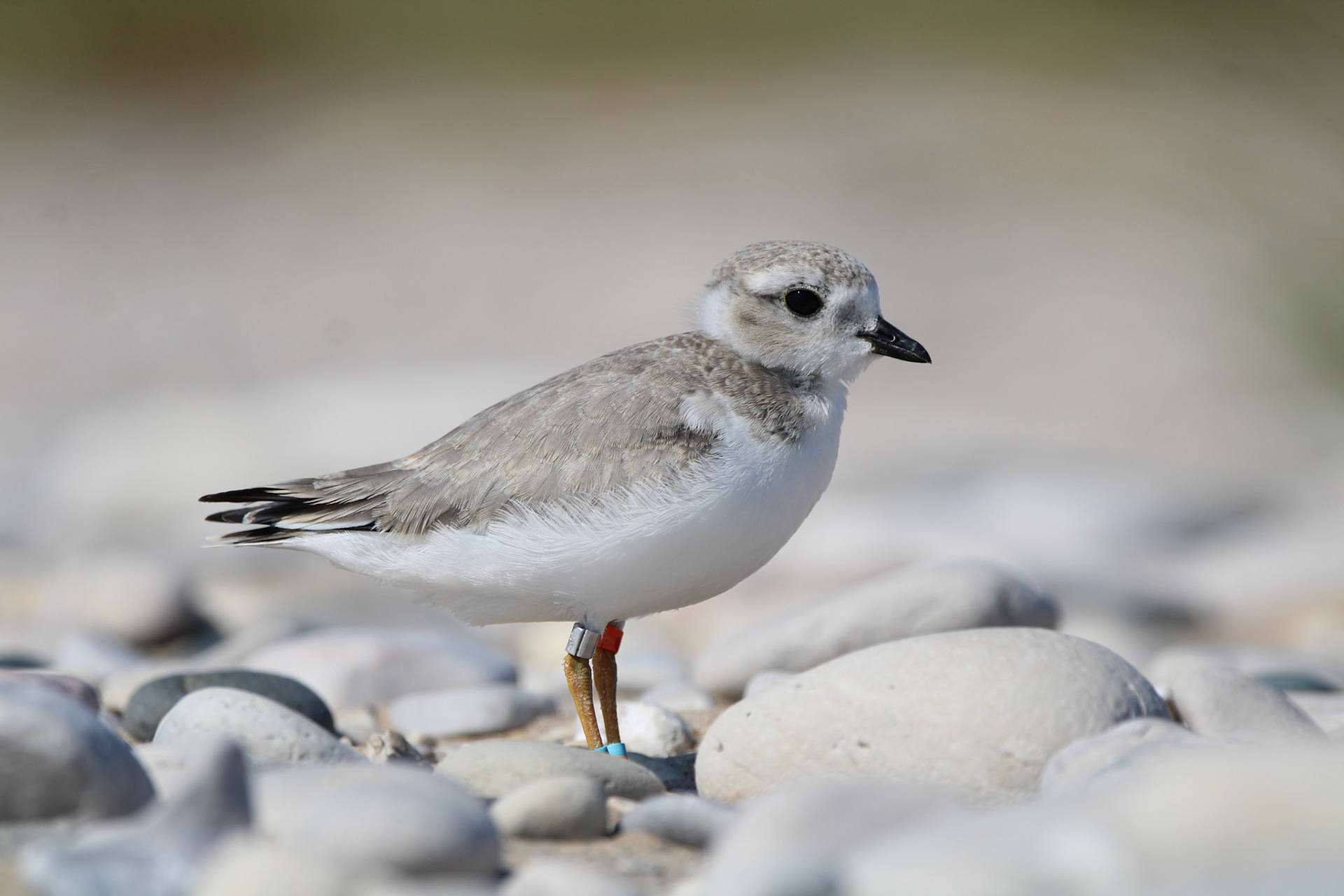 Piping Plover