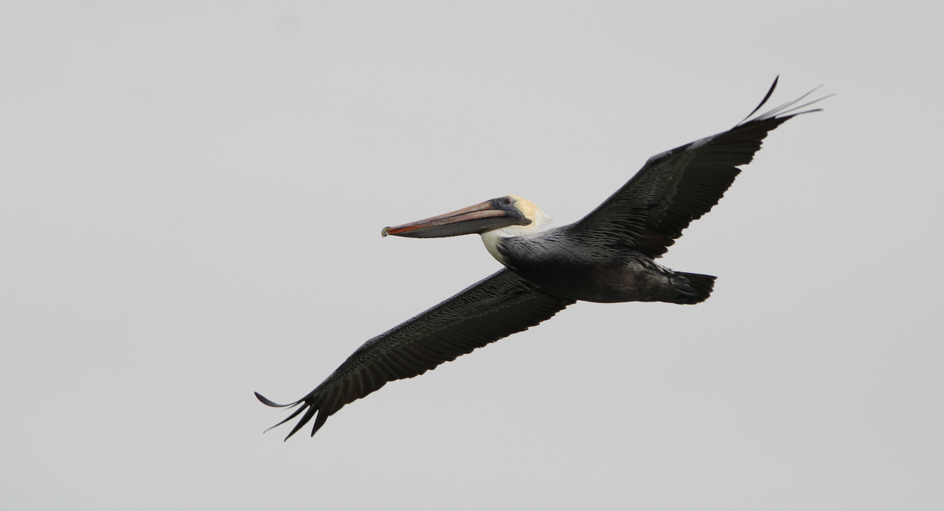 Brown Pelican