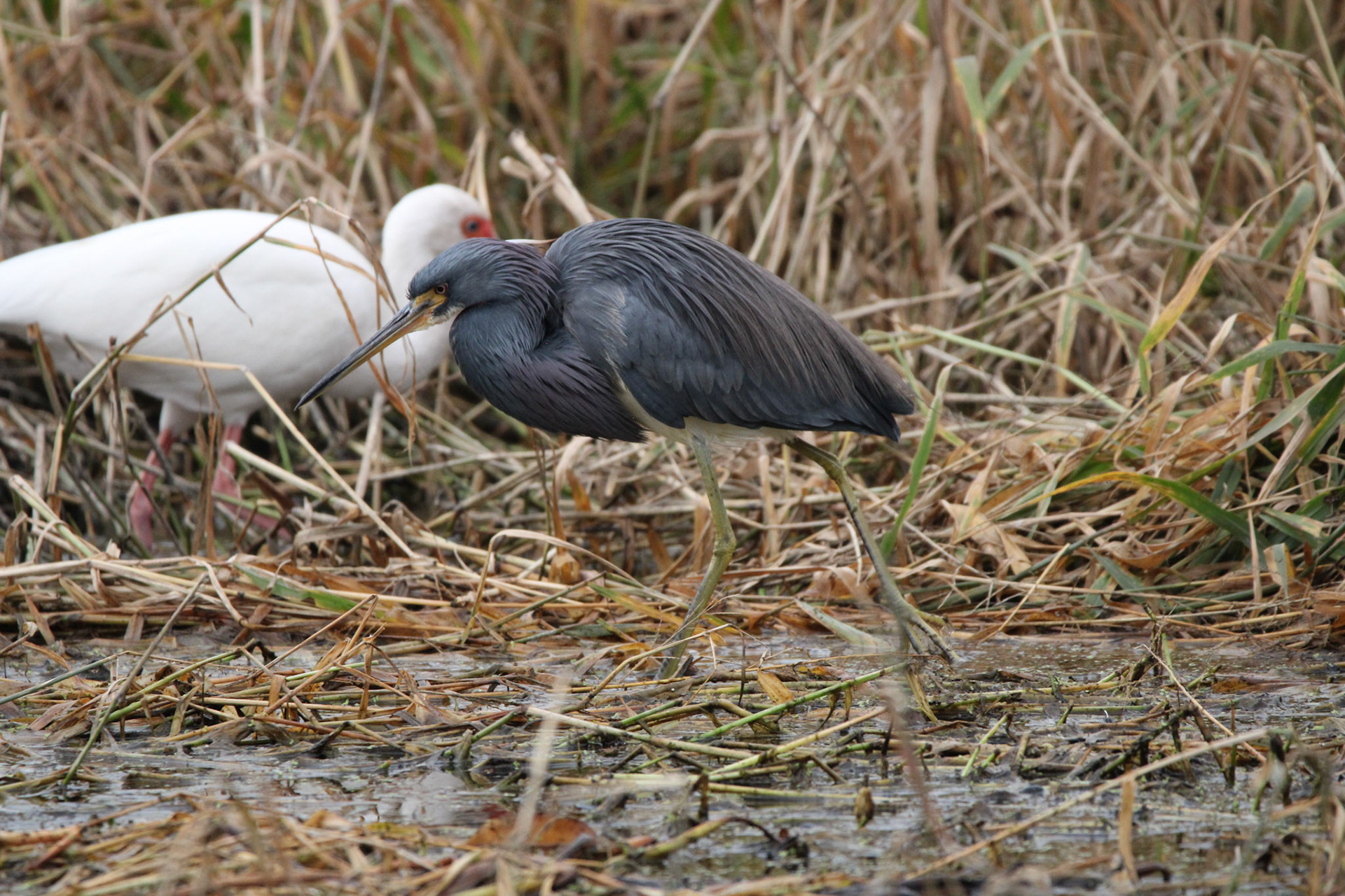 Tri-colored Heron