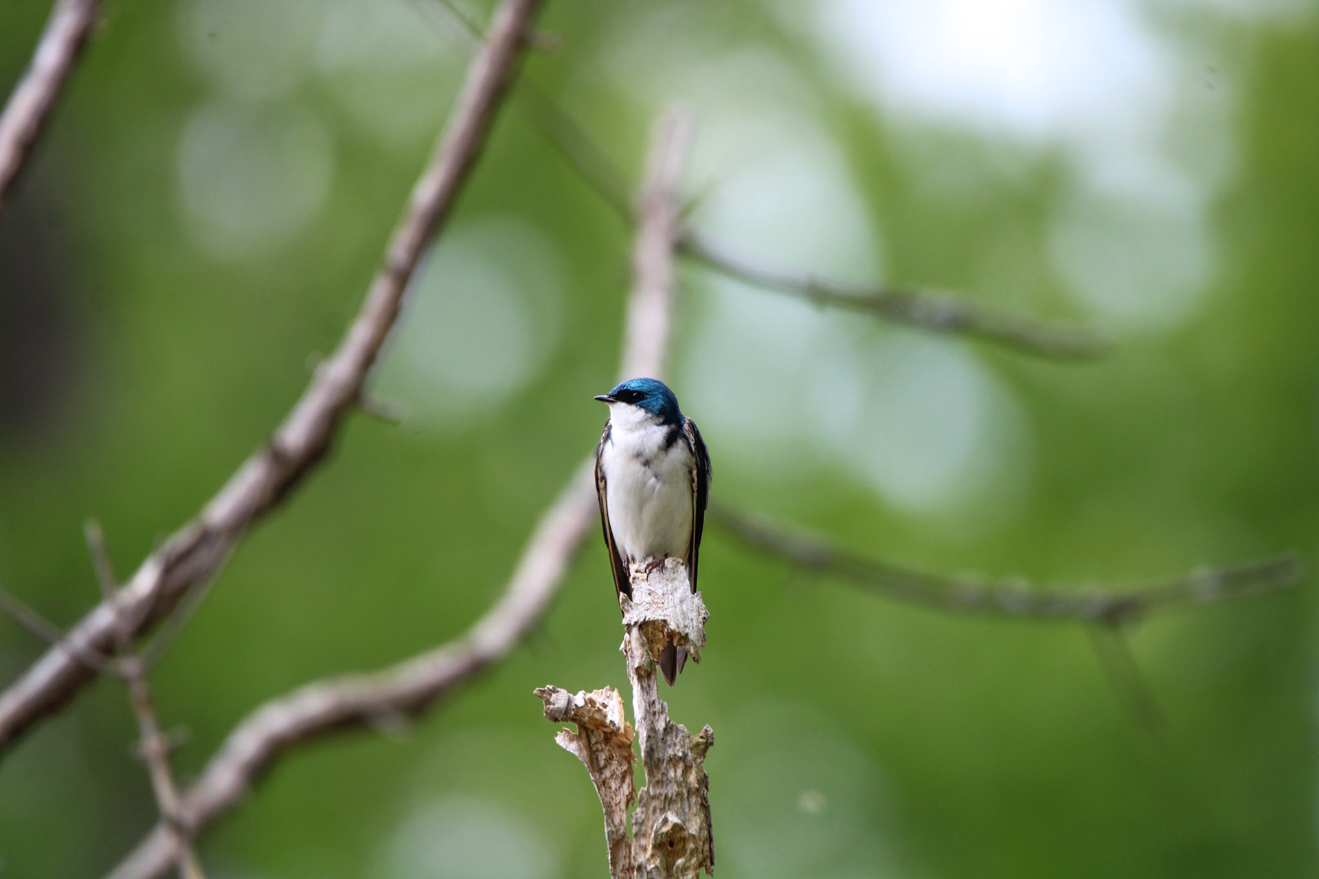 Tree Swallow