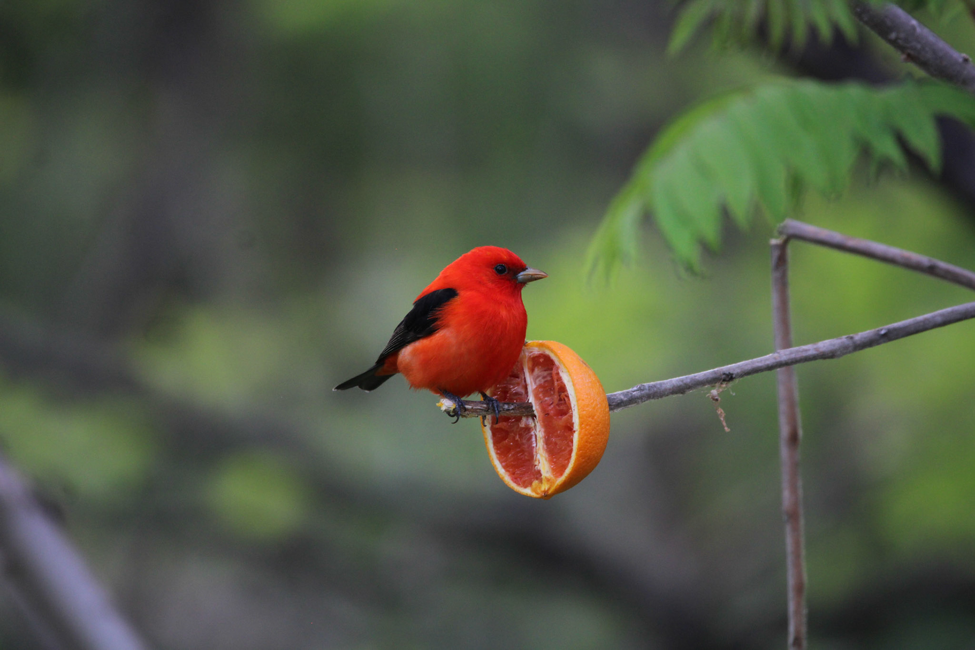 Scarlet Tanager