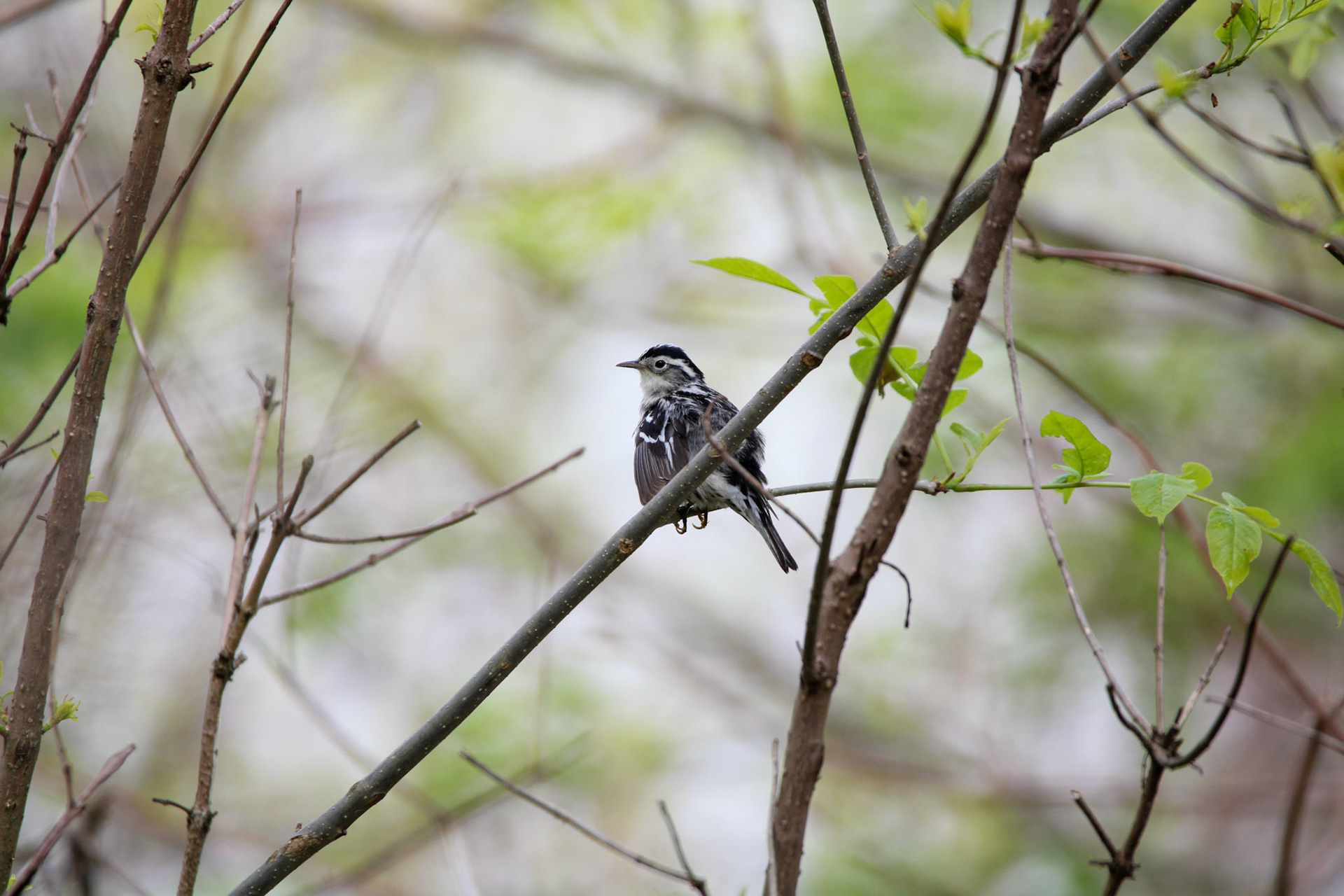 Black-and-white Warbler