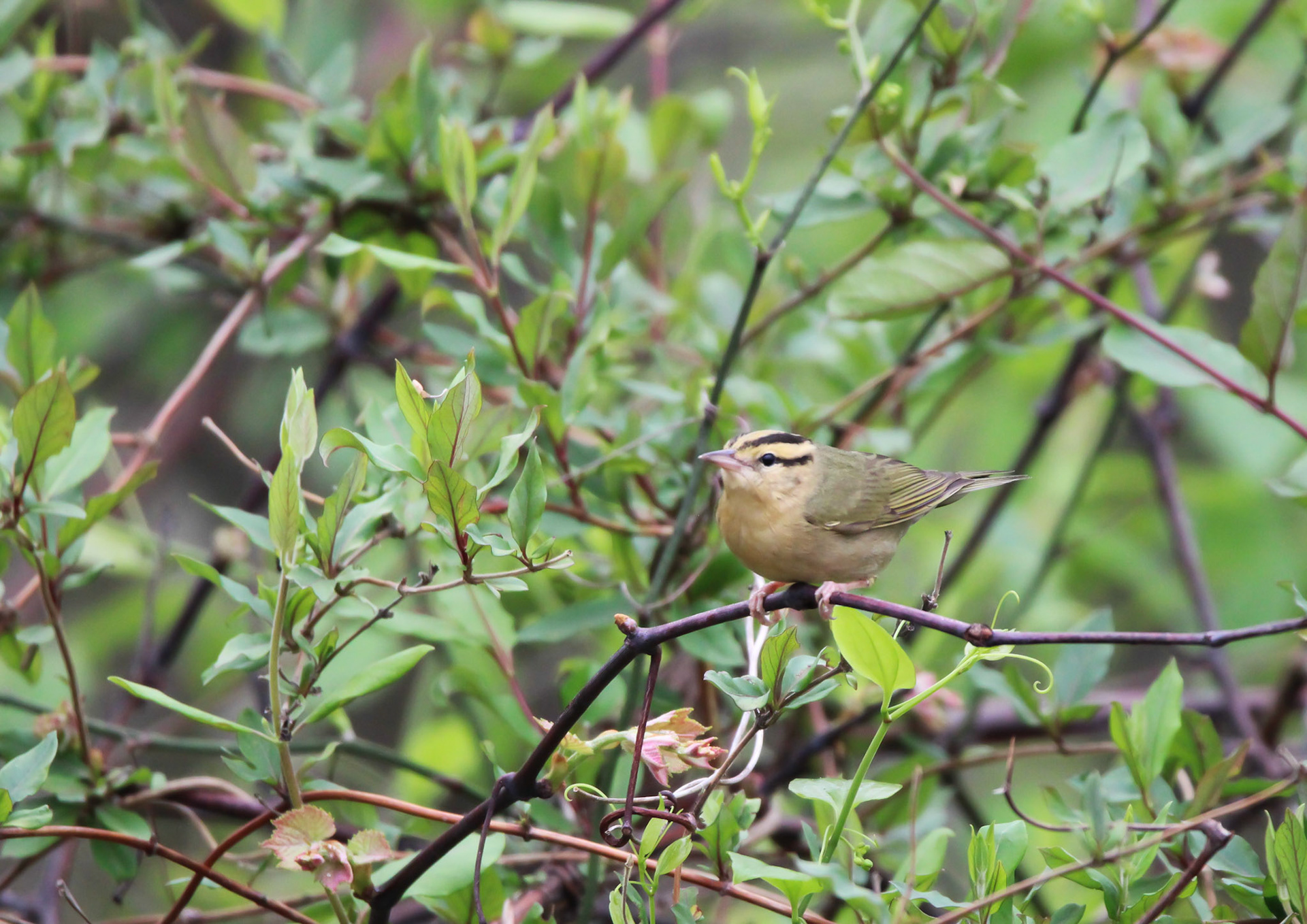 Worm-eating Warbler
