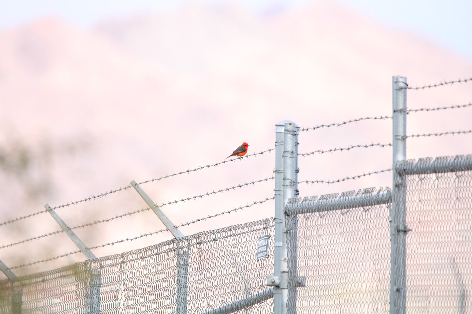 Vermillion Flycatcher